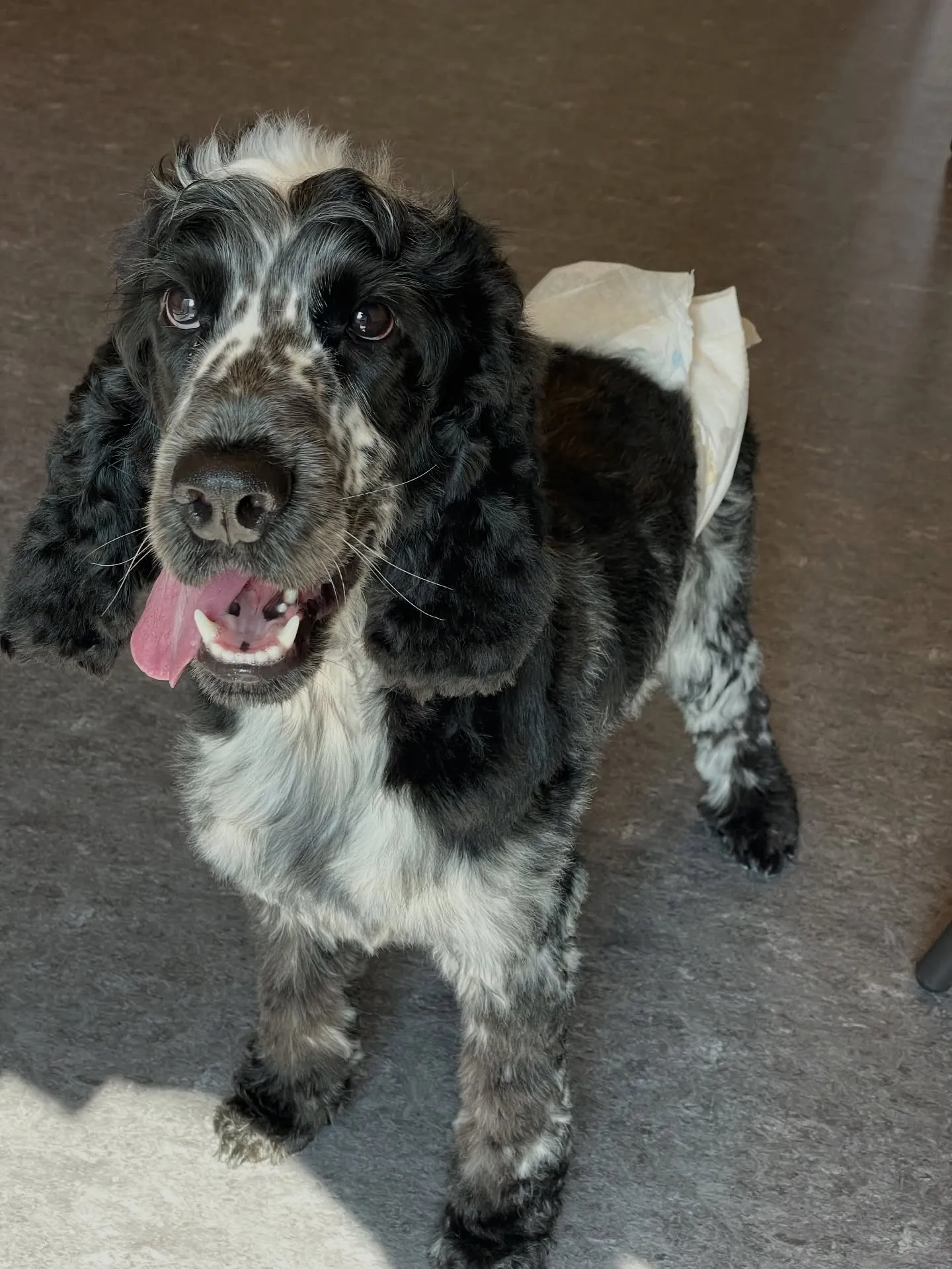 🐾皆さんこんにちは！トリミングサロン🐾【udog】へようこそ...