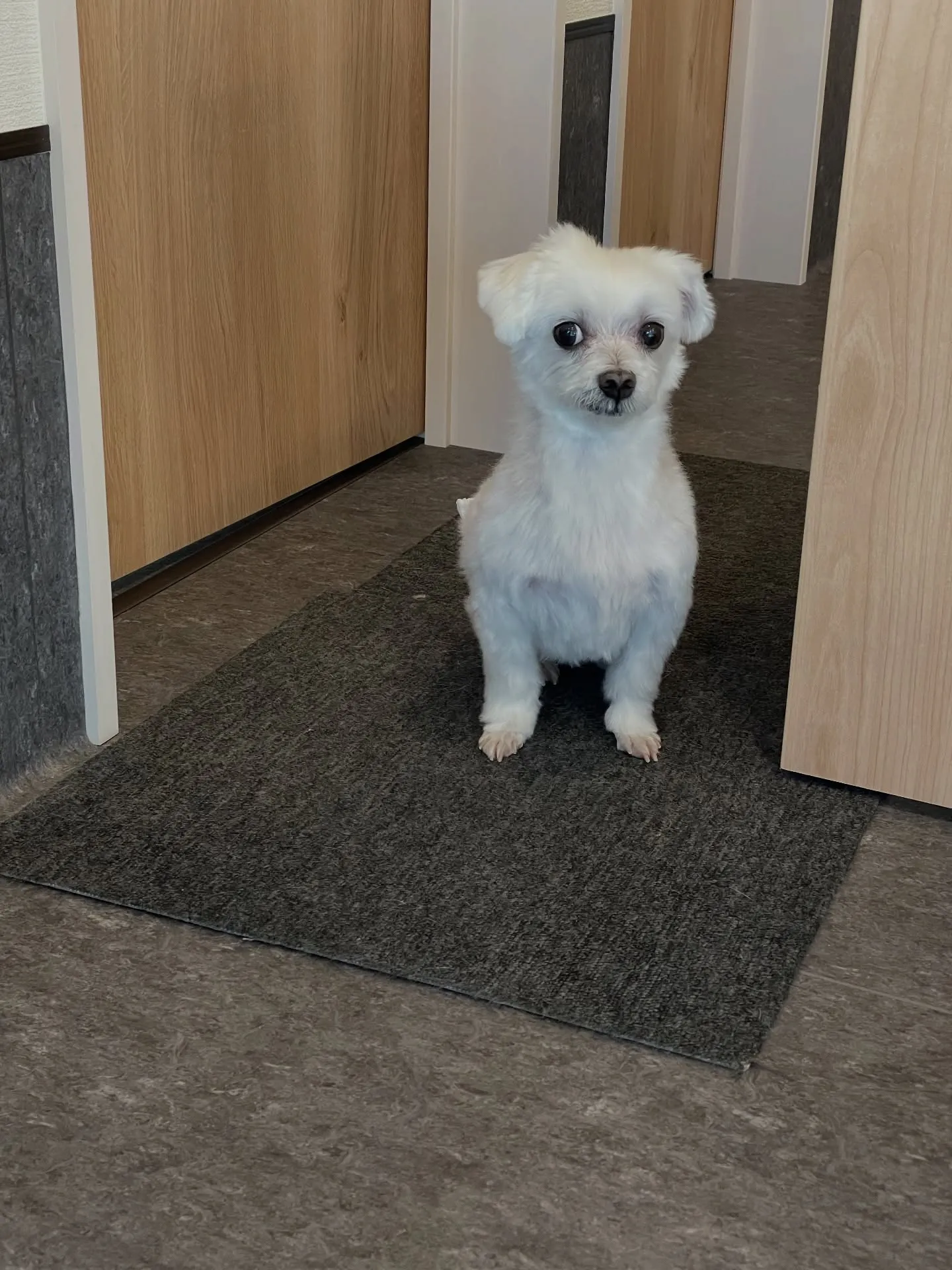 🐾皆さんこんにちは！トリミングサロン🐾【udog】へようこそ...