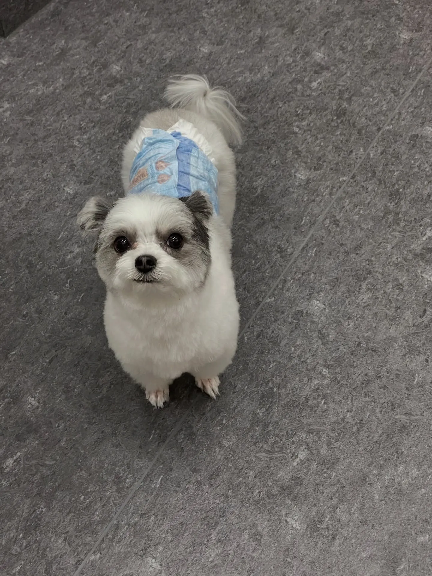 🐾皆さんこんにちは！トリミングサロン🐾【udog】へようこそ...