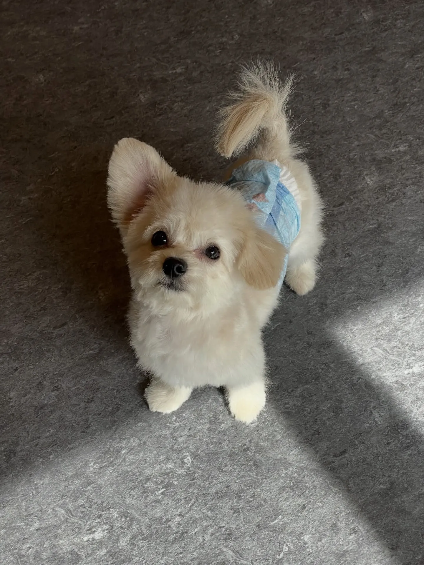 こんにちは🐾✨福岡市東区のトリミング専門店、udogへようこ...