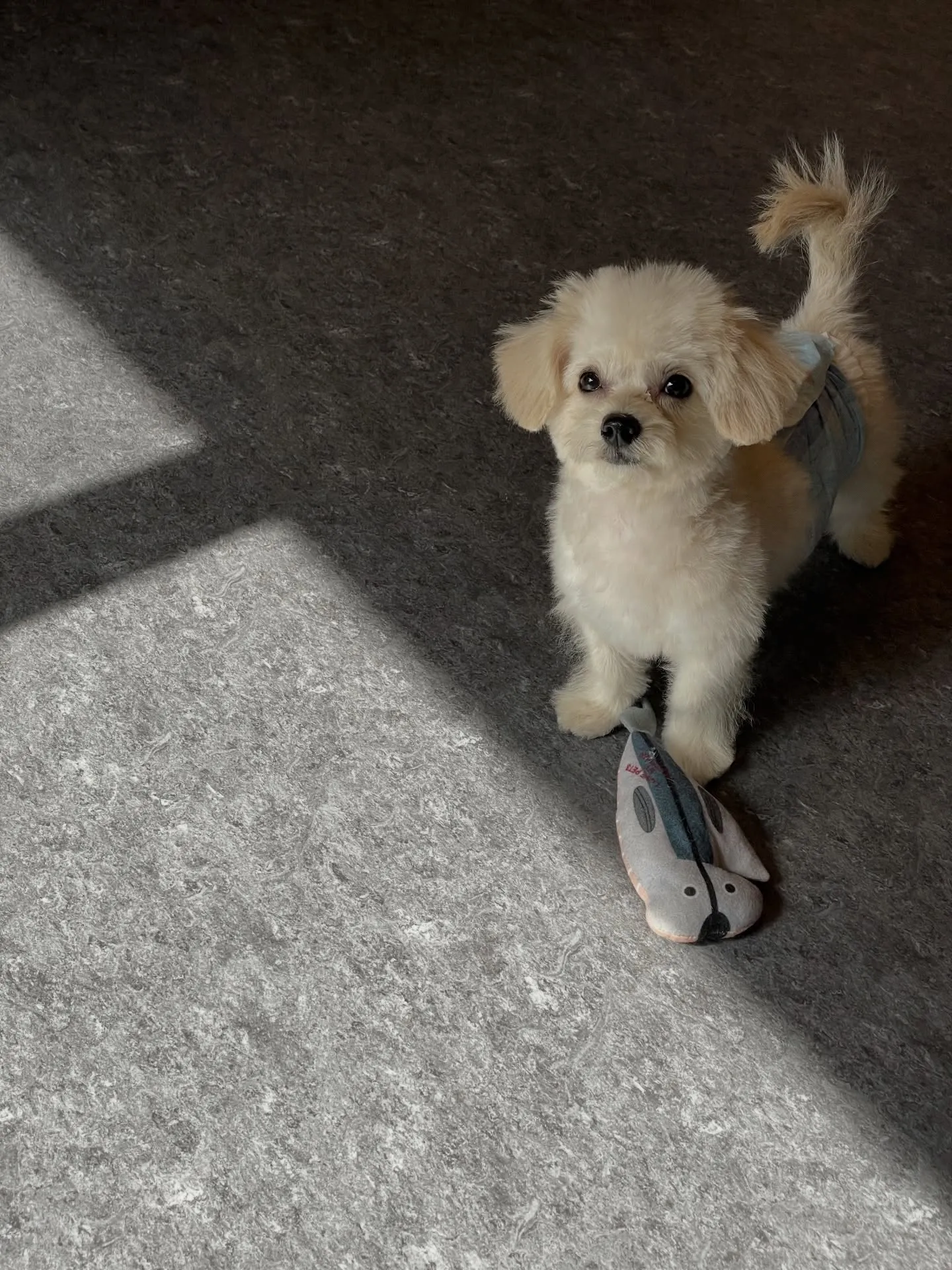 こんにちは🐾✨福岡市東区のトリミング専門店、udogへようこ...