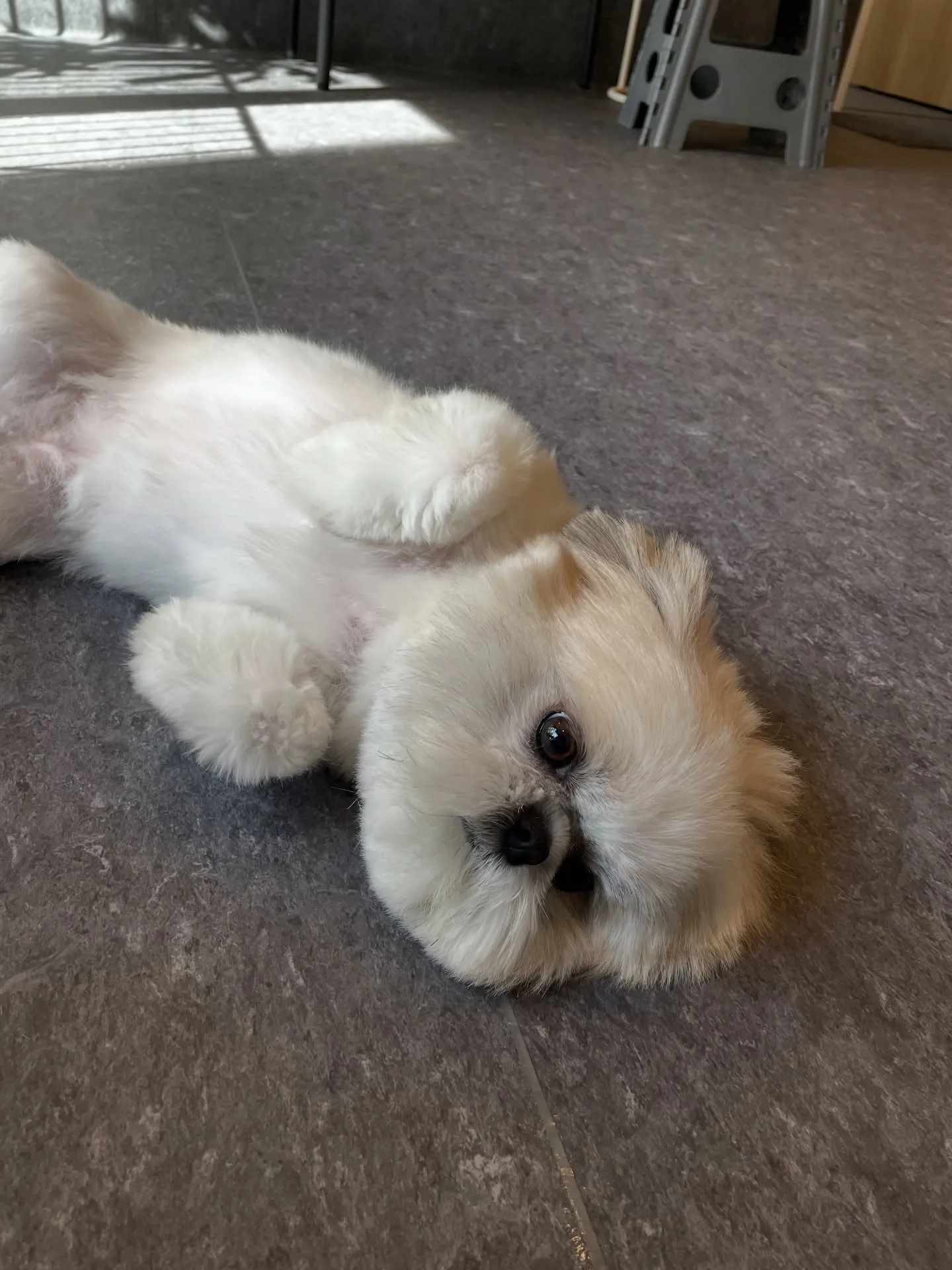 こんにちは🐾✨福岡市東区のトリミング専門店、udogへようこ...