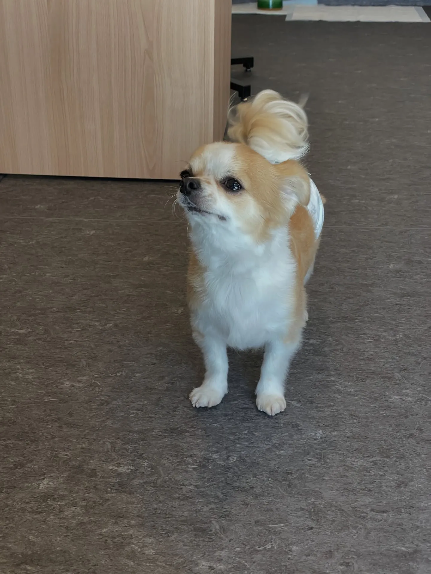 こんにちは🐾✨福岡市東区のトリミング専門店、udogへようこ...