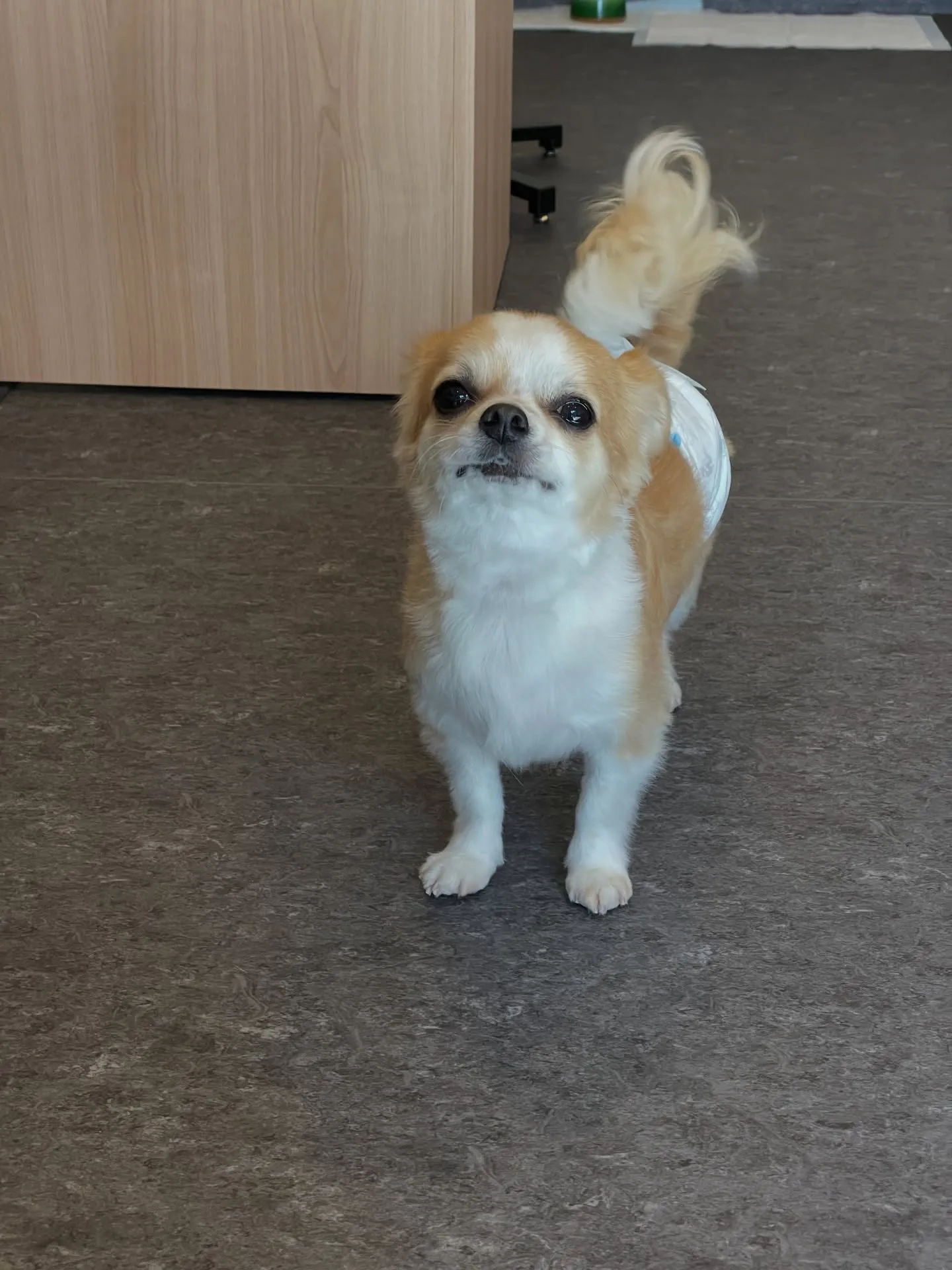 こんにちは🐾✨福岡市東区のトリミング専門店、udogへようこ...