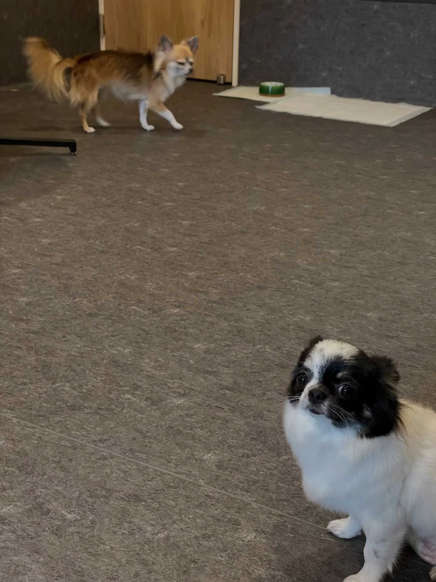 🐶✨福岡市東区にあるトリミングサロン「udog」です！当サロ...