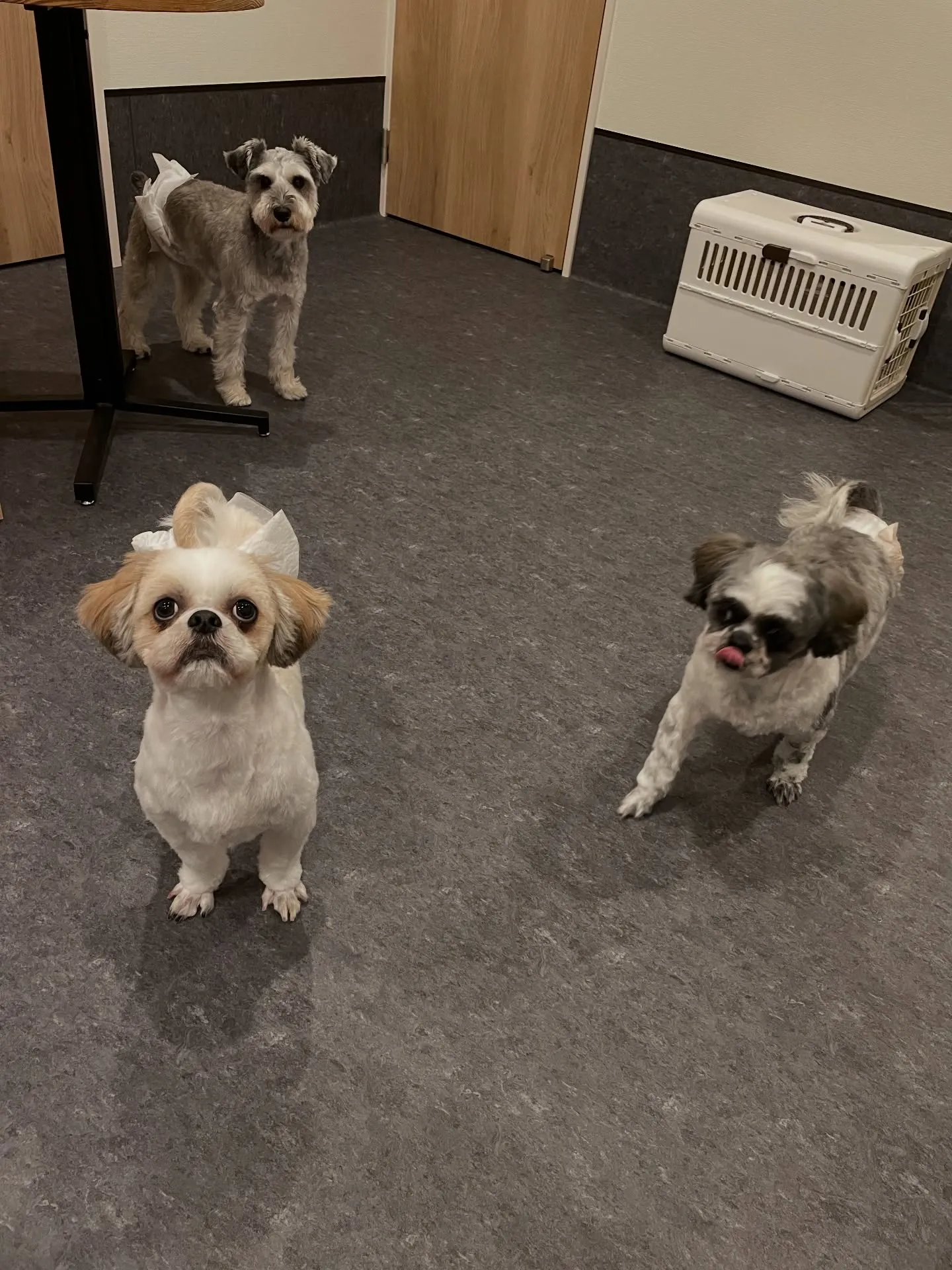 福岡市東区のトリミングサロン「udog」では、シャンプーを特...