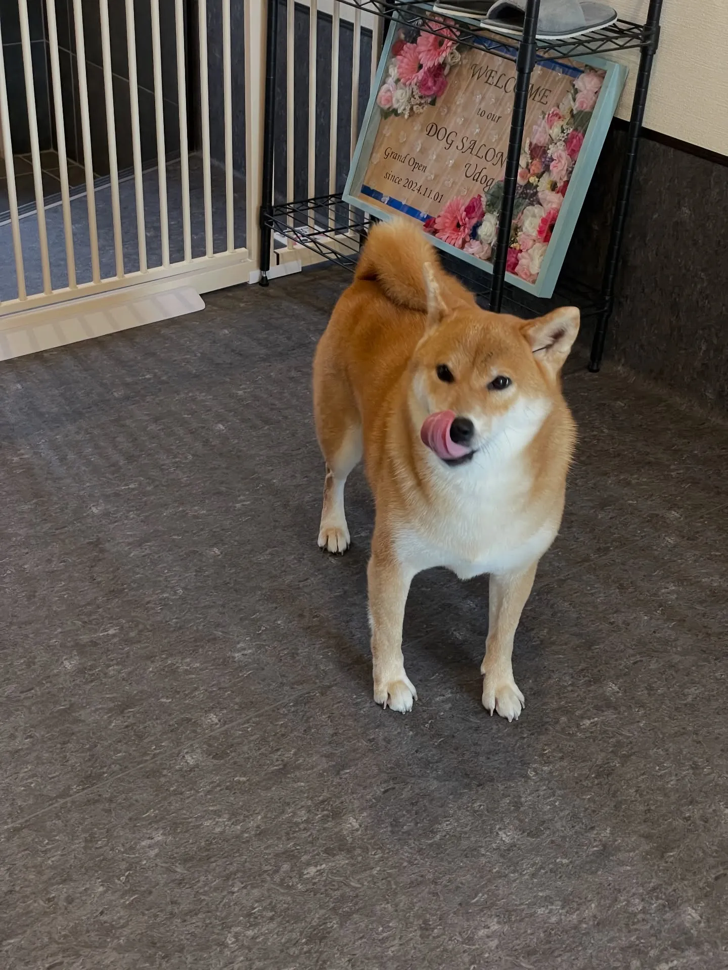 福岡市東区のトリミングサロン「udog」では、シャンプーを特...