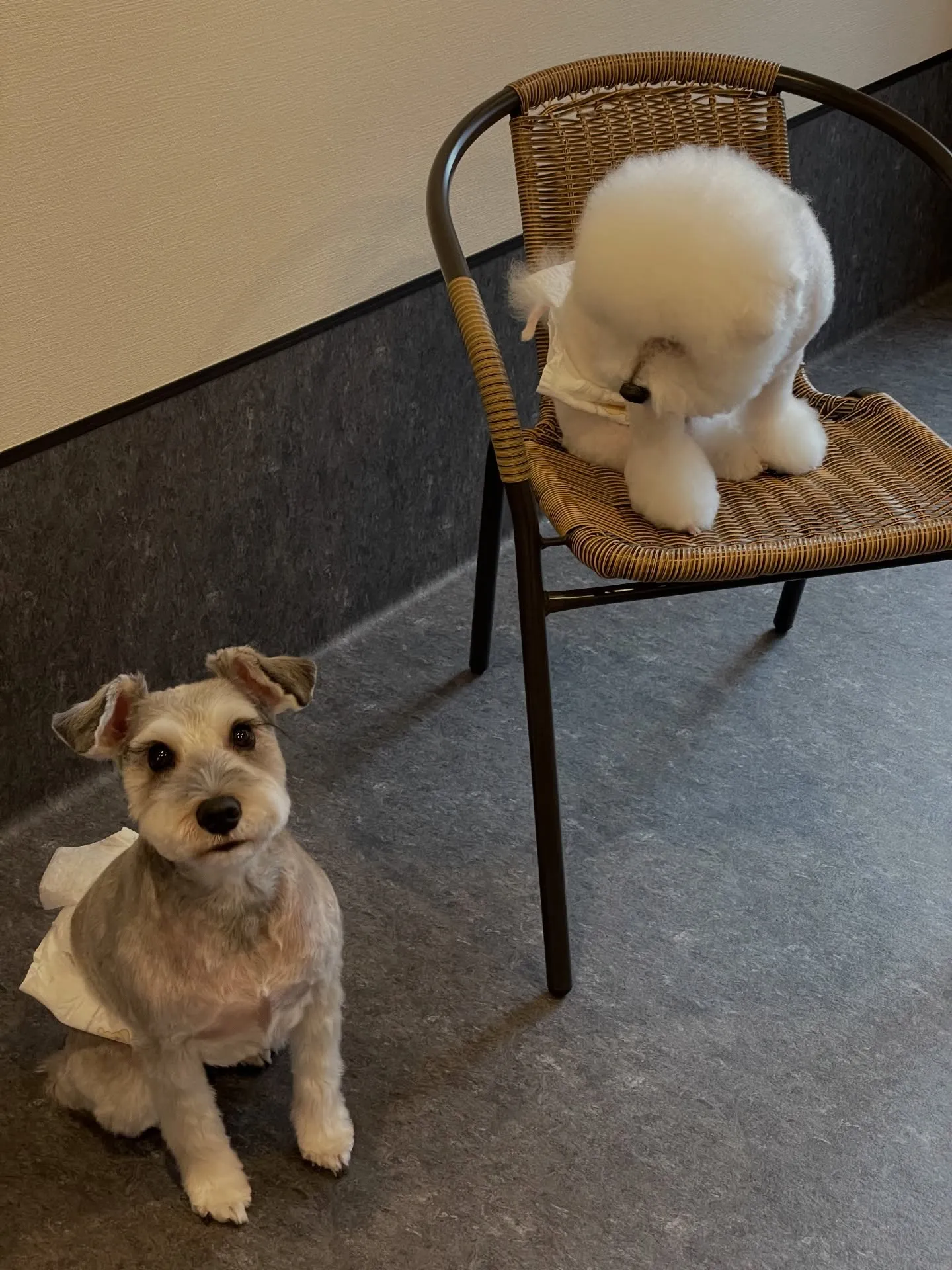 🐾 こんにちは皆さん！福岡市東区にあるudogトリミングサロ...