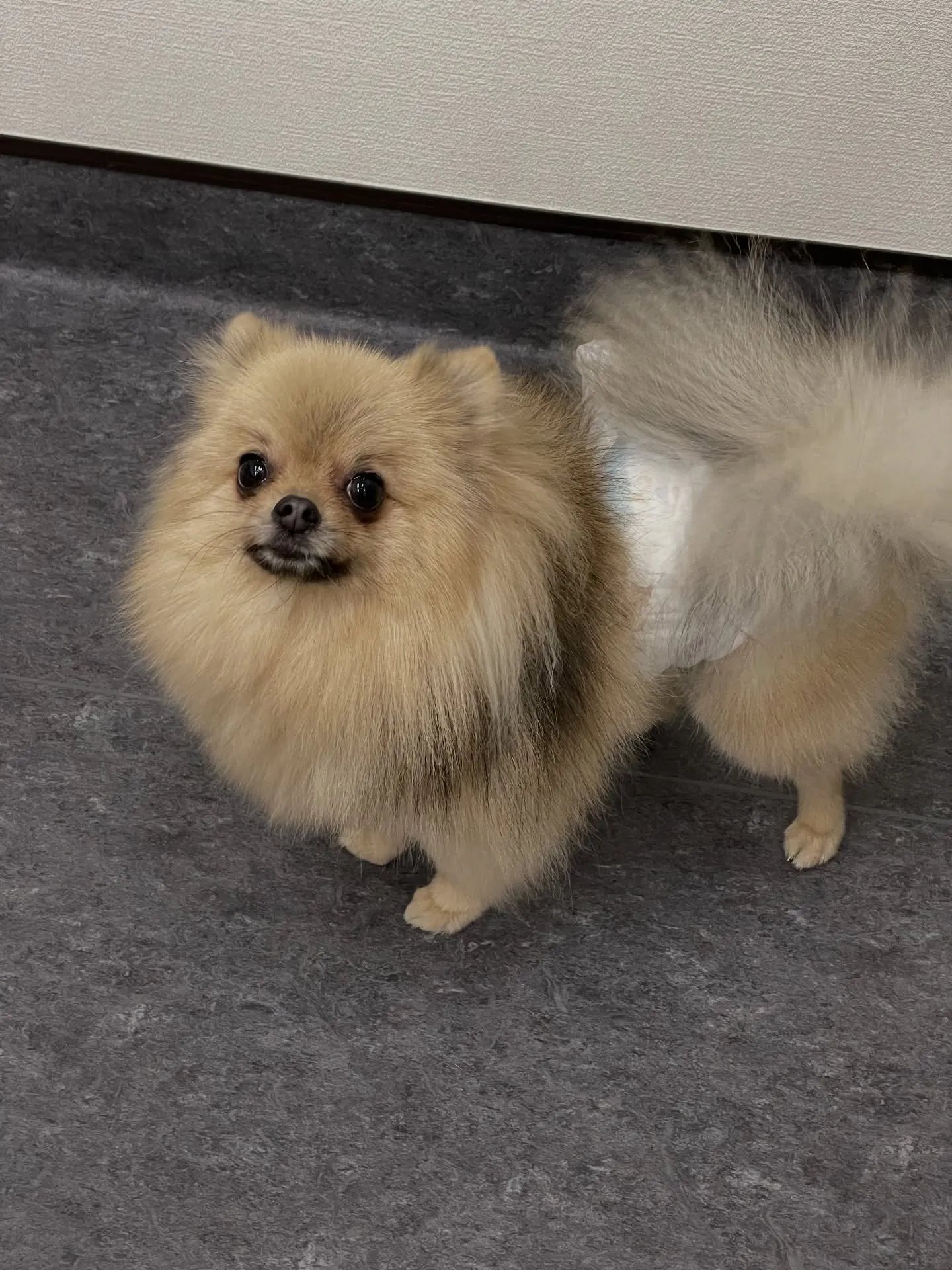 こんにちは😊✨福岡市東区のトリミングサロン、「udog」へよ...