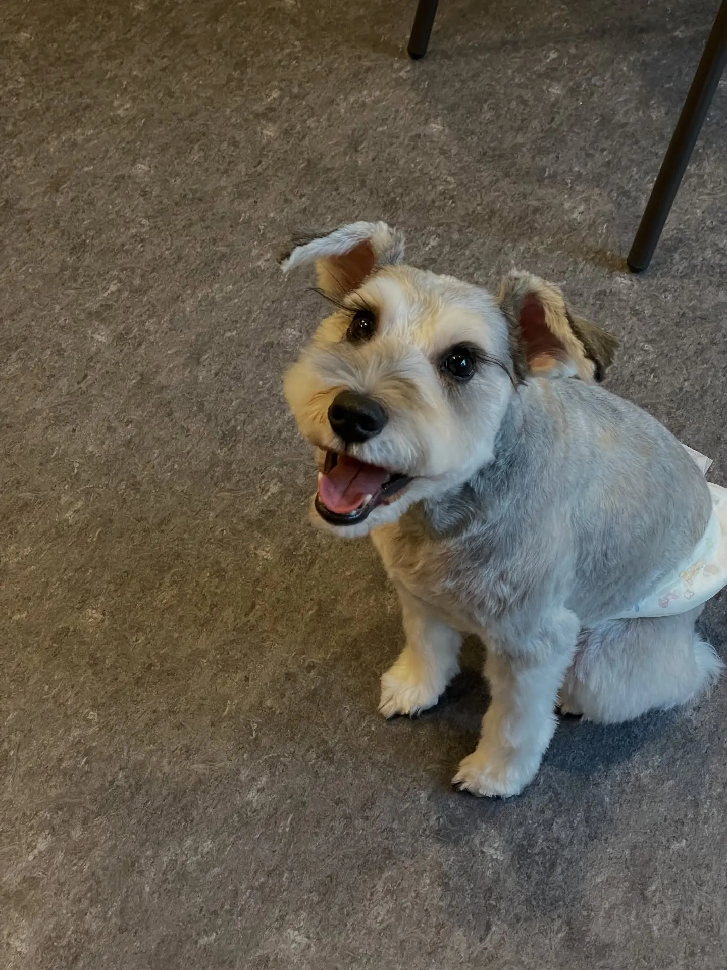 こんにちは😊✨福岡市東区のトリミングサロン、「udog」へよ...