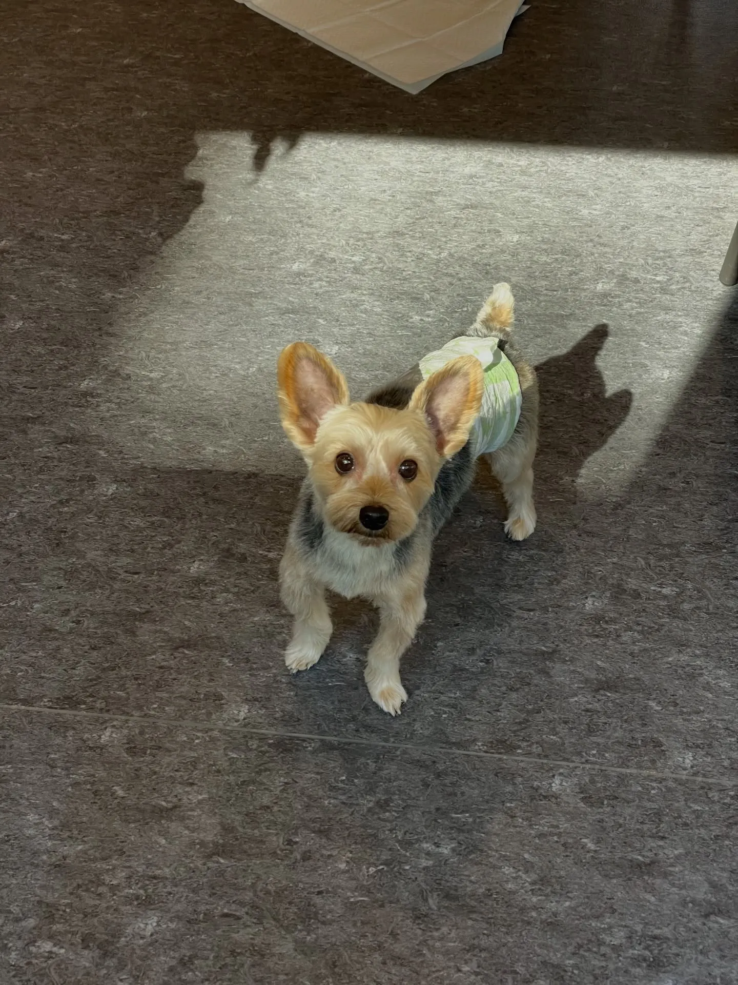 こんにちは😊✨福岡市東区のトリミングサロン、「udog」へよ...