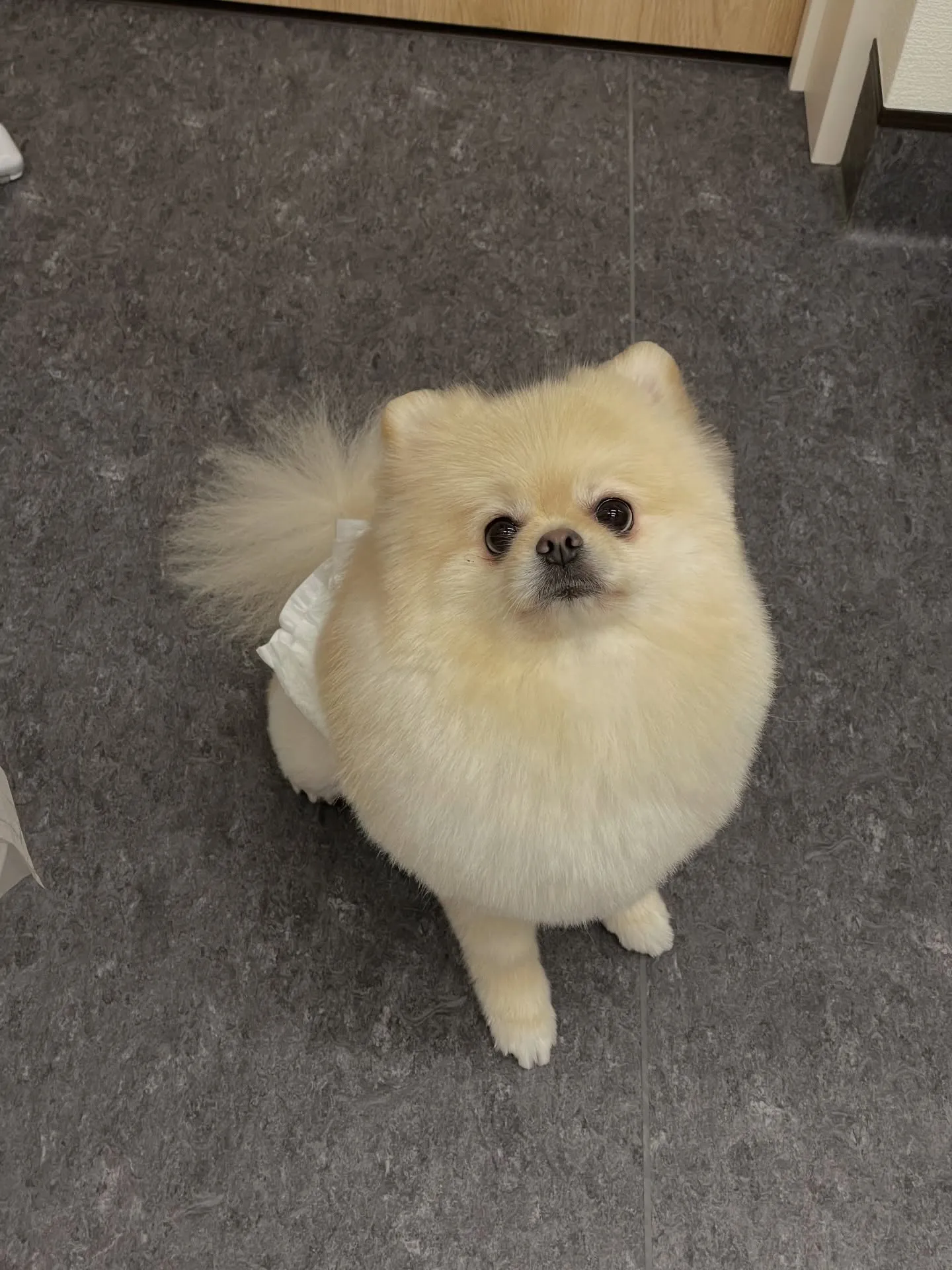 こんにちは😊✨福岡市東区のトリミングサロン、「udog」へよ...