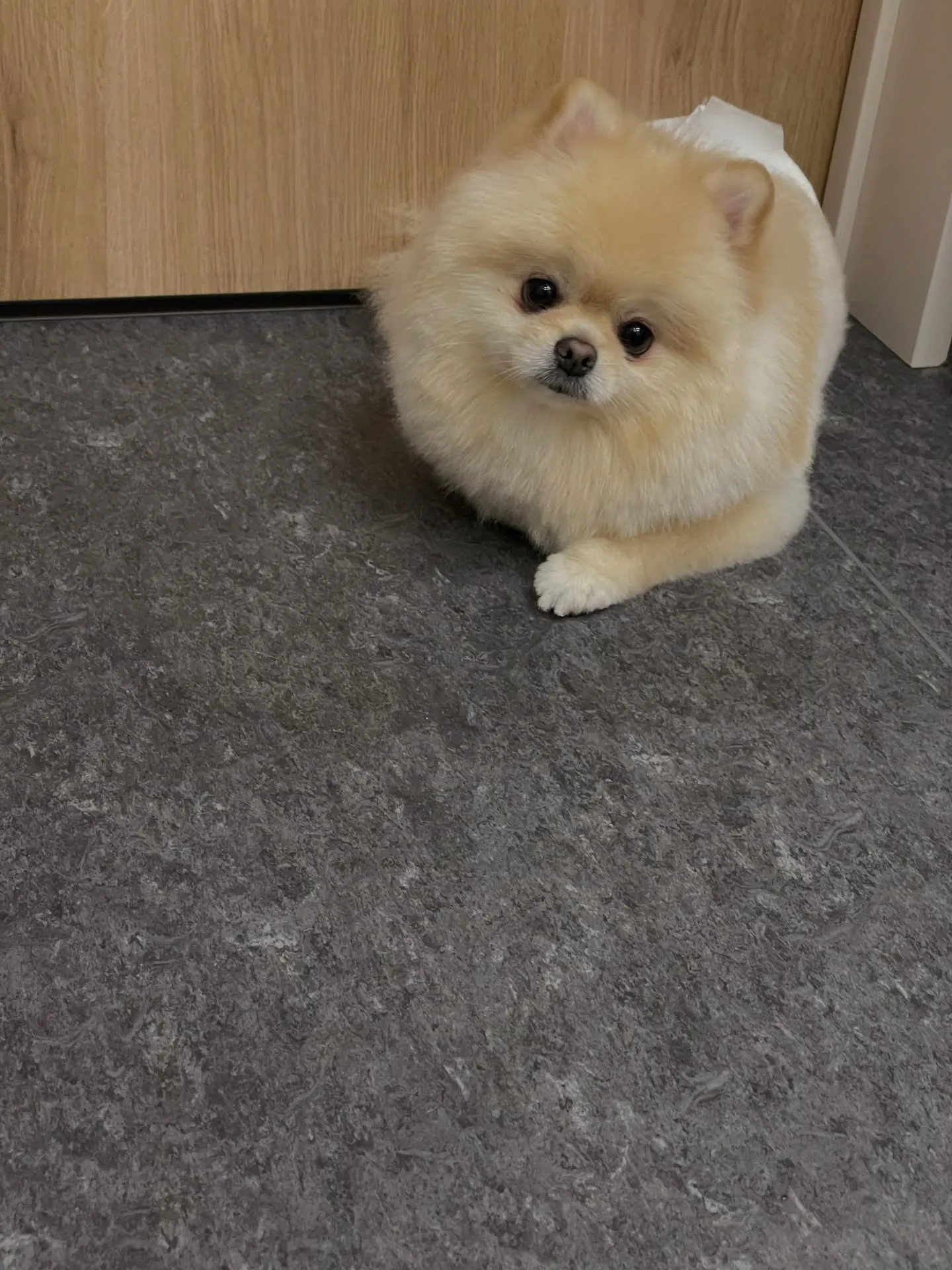 こんにちは😊✨福岡市東区のトリミングサロン、「udog」へよ...