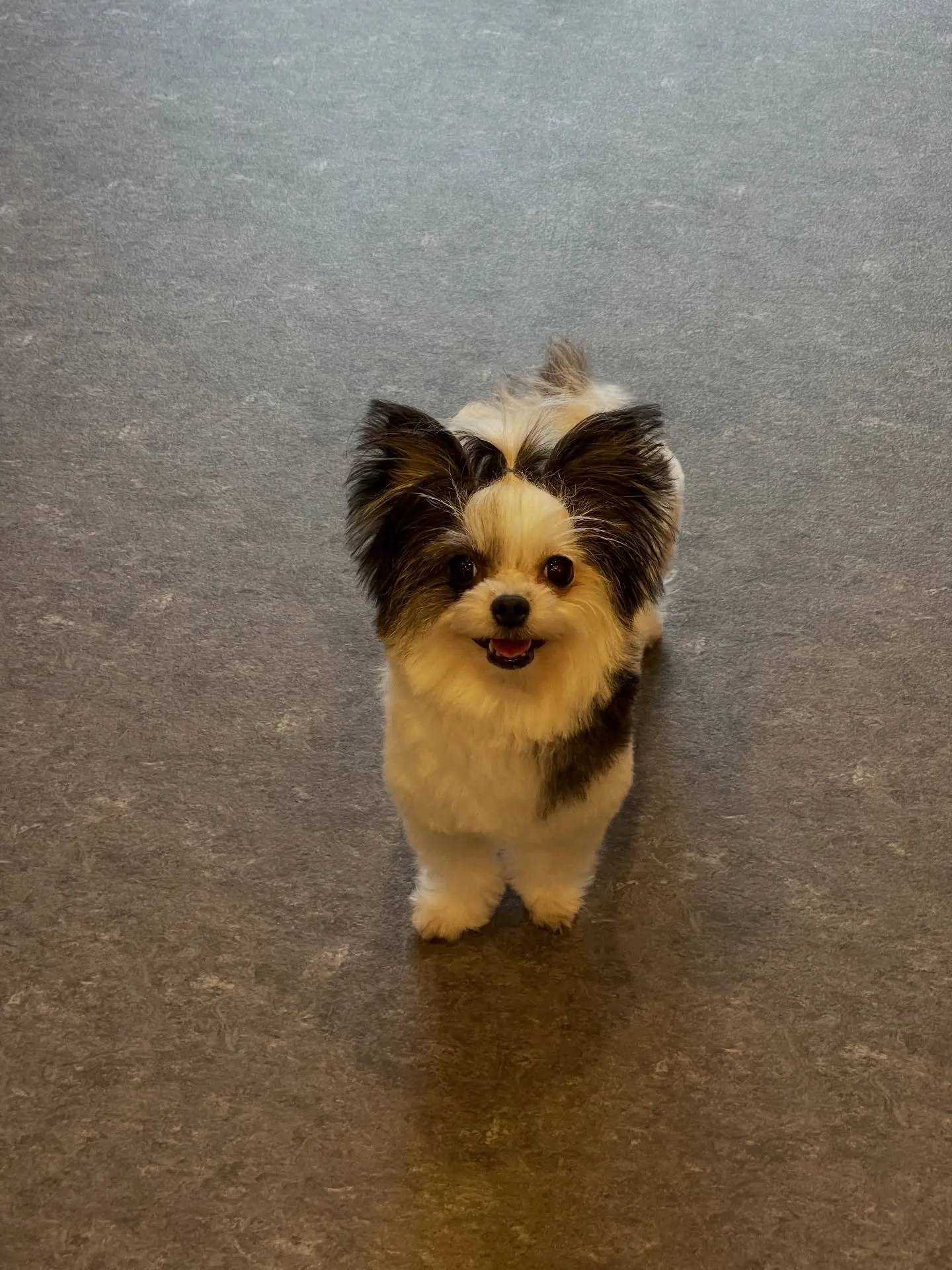 こんにちは😊✨福岡市東区のトリミングサロン、「udog」へよ...