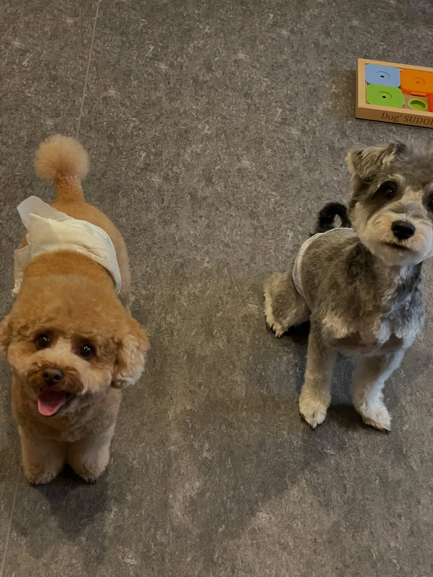 🐾 こんにちは！福岡市東区にあるトリミングサロン「Udog」...