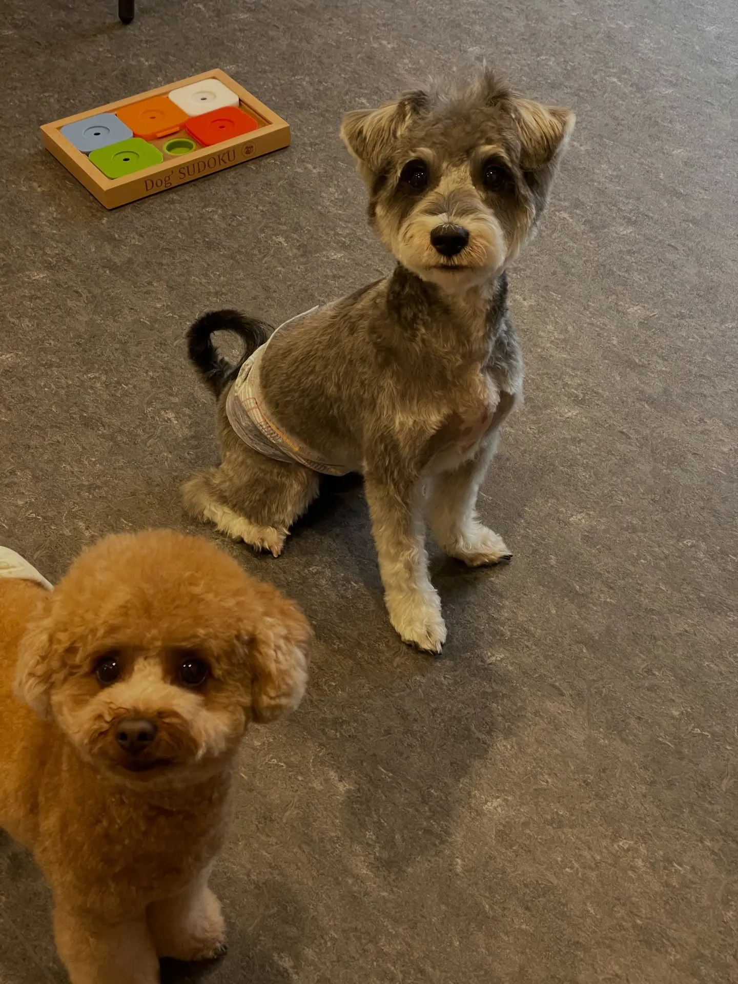 🐾 こんにちは！福岡市東区にあるトリミングサロン「Udog」...