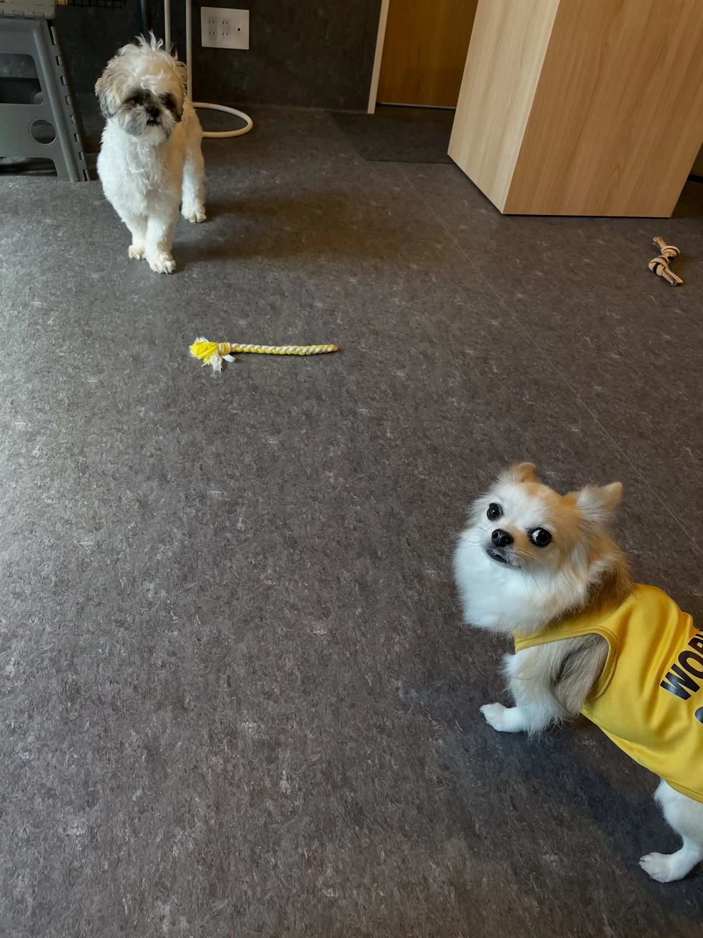 🐾 こんにちは！福岡市東区にあるトリミングサロン「Udog」...