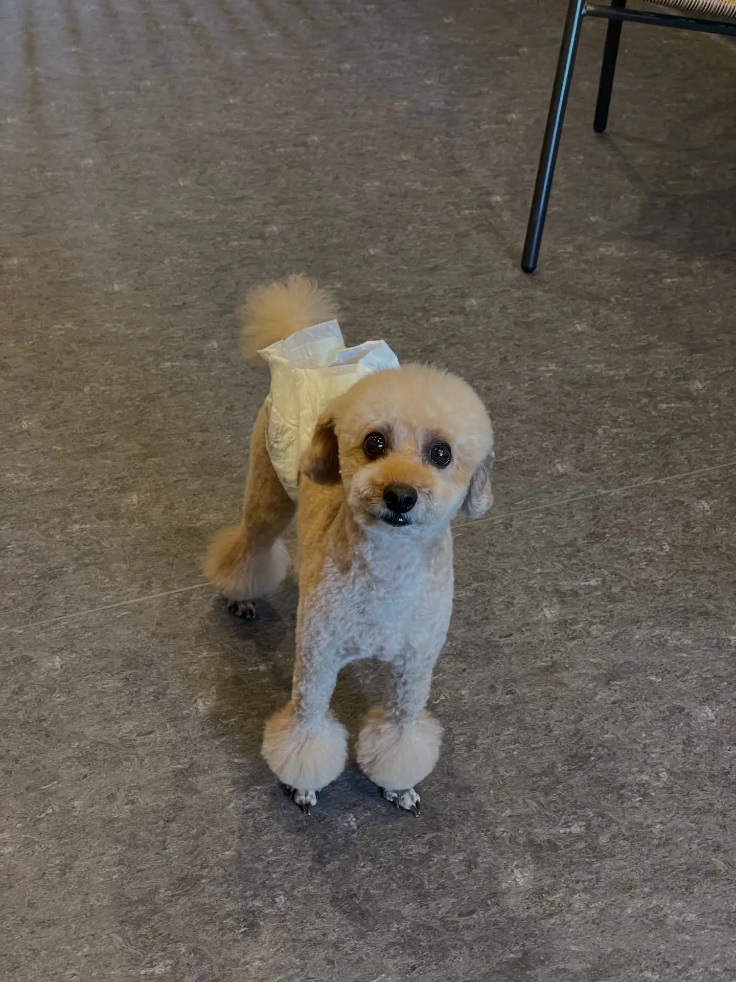 🐾 こんにちは！福岡市東区にあるトリミングサロン「Udog」...