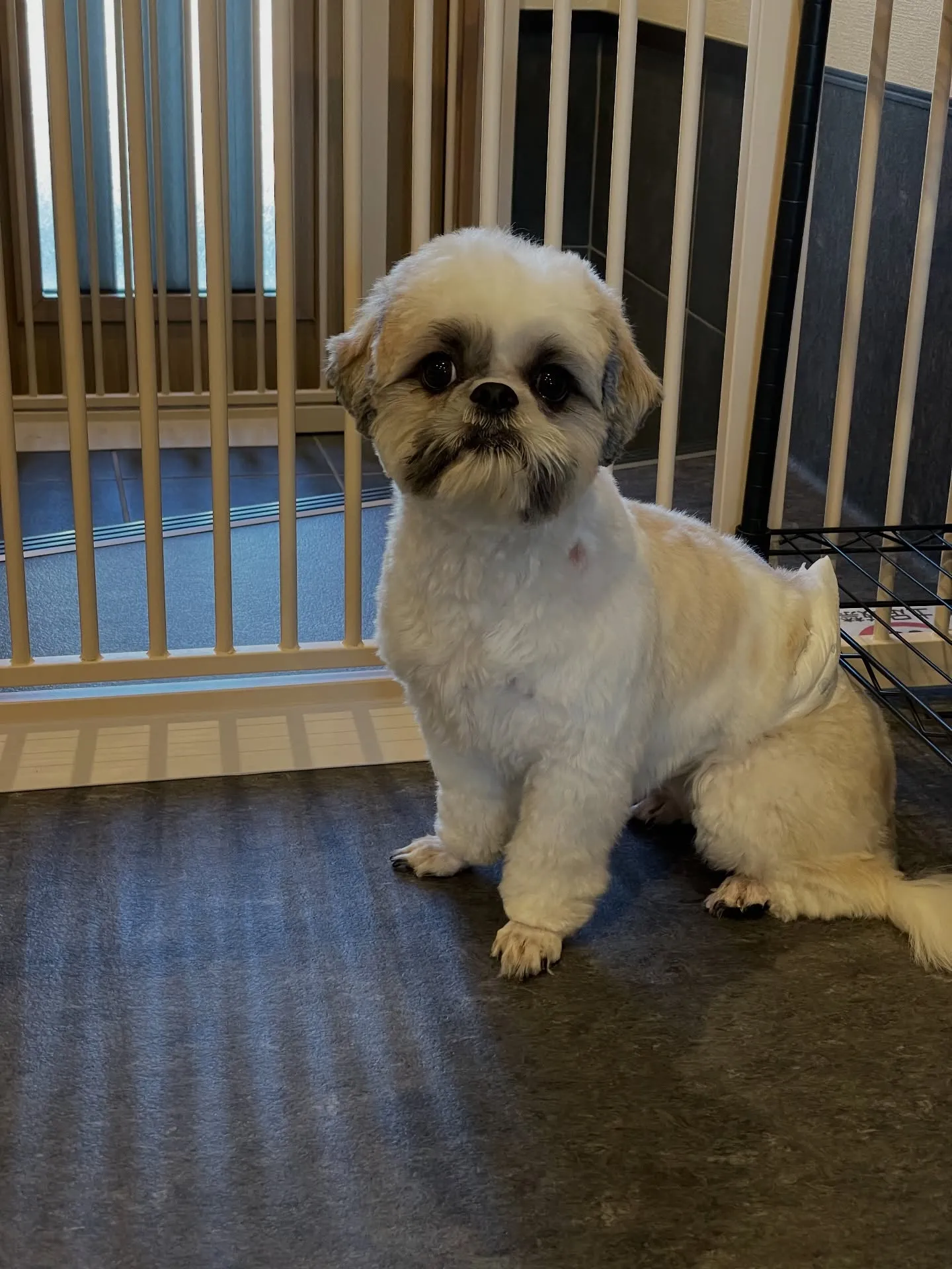 🐾こんにちは！福岡市東区にあるトリミングサロン「udog」で...