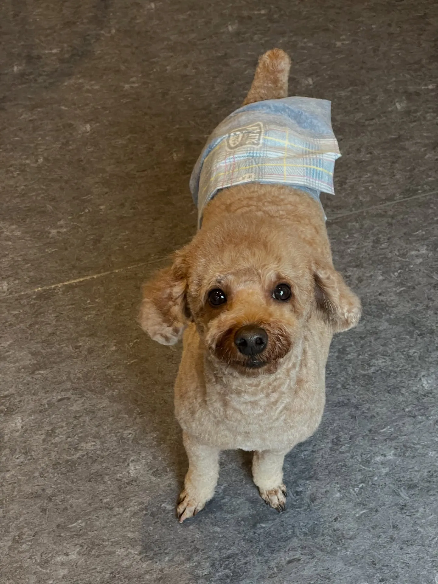 🐾こんにちは！福岡市東区にあるトリミングサロン「udog」で...