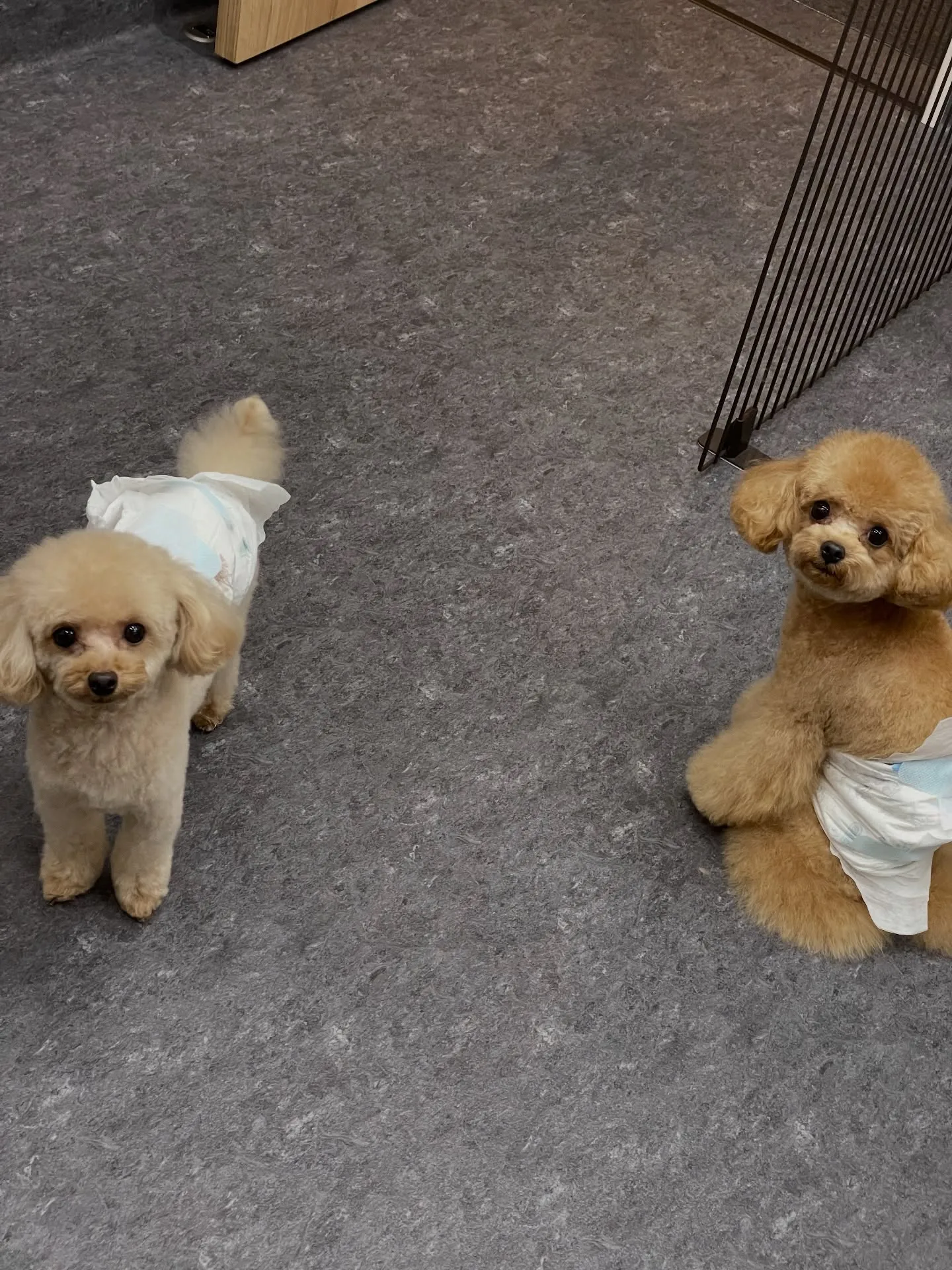 🌟✨愛犬のヘルスケアをトリミングで実現！福岡市東区の会員制ト...