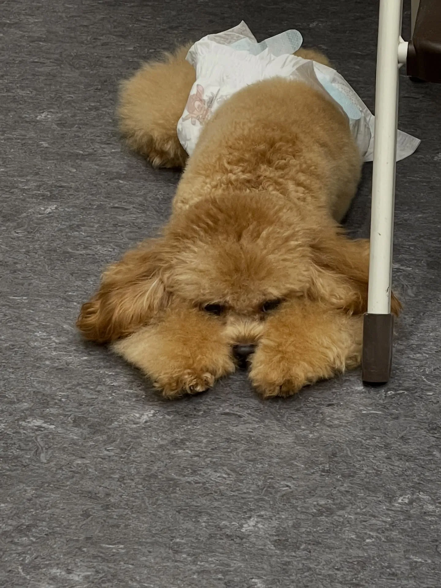 🌟✨愛犬のヘルスケアをトリミングで実現！福岡市東区の会員制ト...