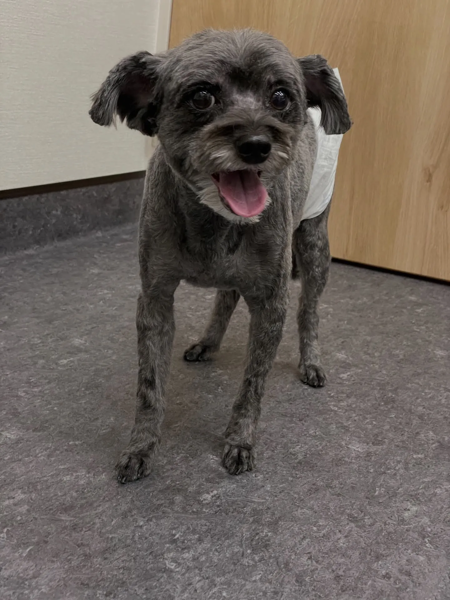 🌟✨愛犬のヘルスケアをトリミングで実現！福岡市東区の会員制ト...