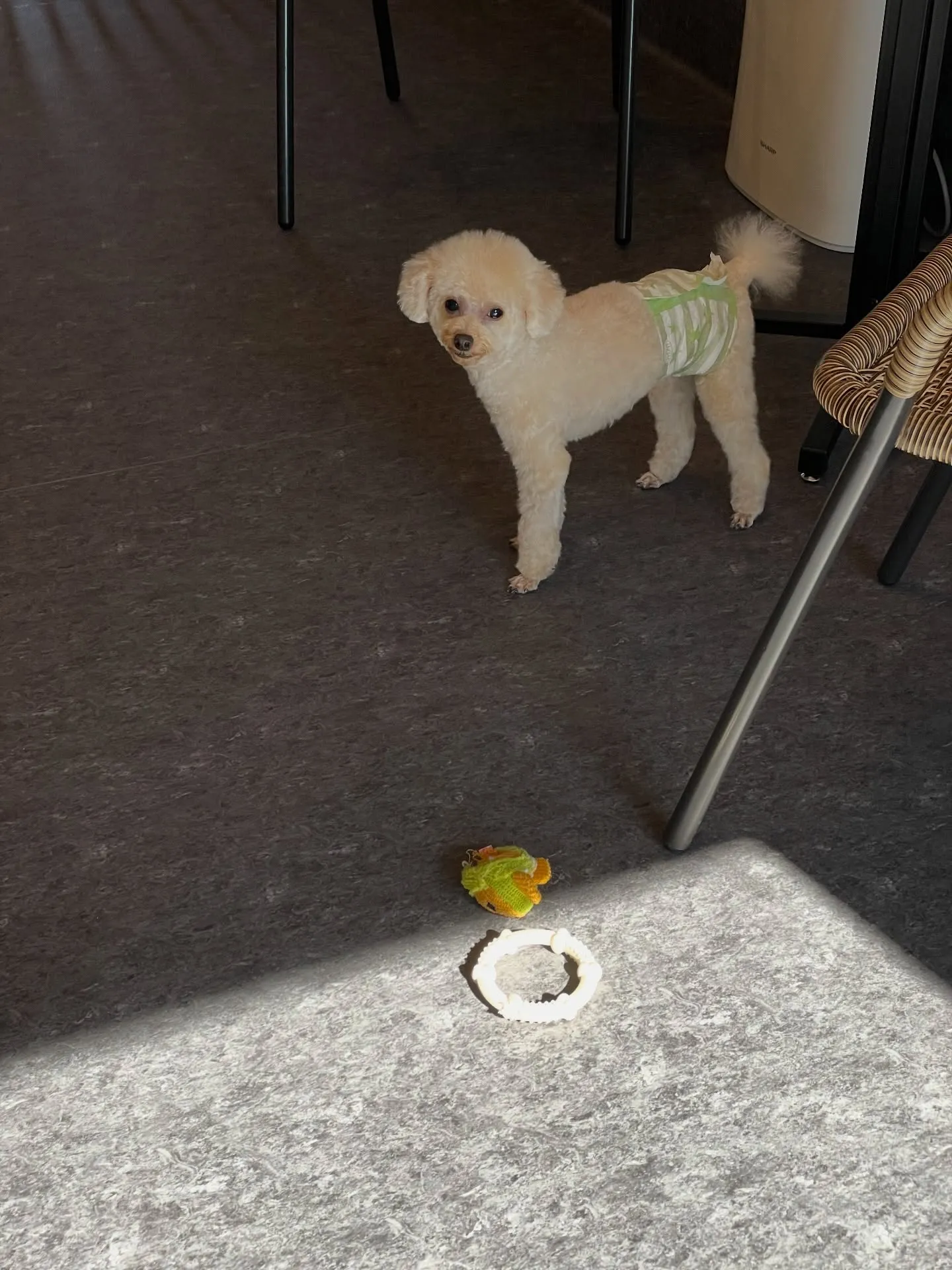 🐾🐶✨子犬もシニア犬も、すべてのワンちゃんに「快適さ」をお届...