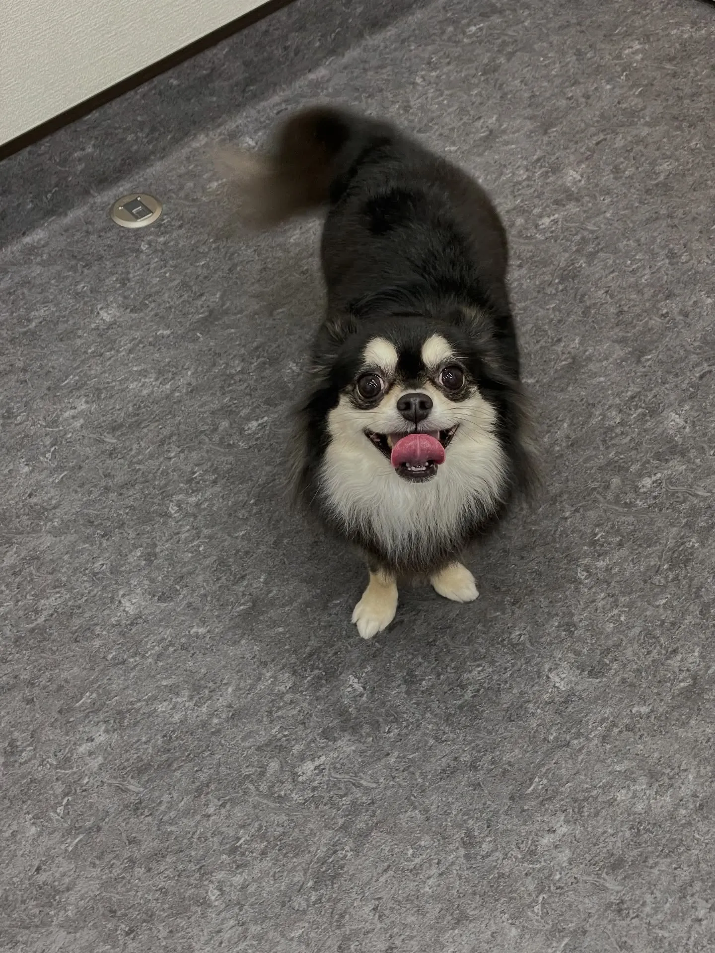 🐾🐶✨子犬もシニア犬も、すべてのワンちゃんに「快適さ」をお届...