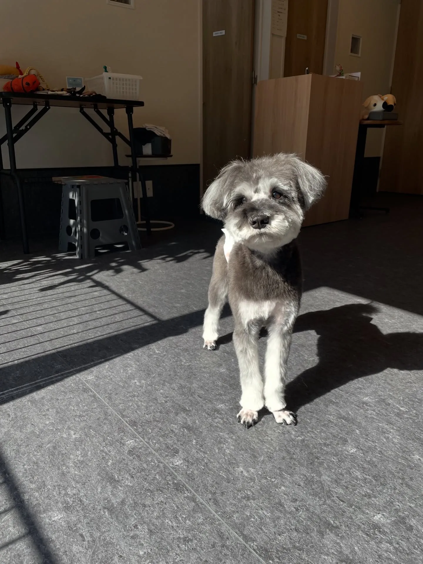 🐾🐶✨子犬もシニア犬も、すべてのワンちゃんに「快適さ」をお届...