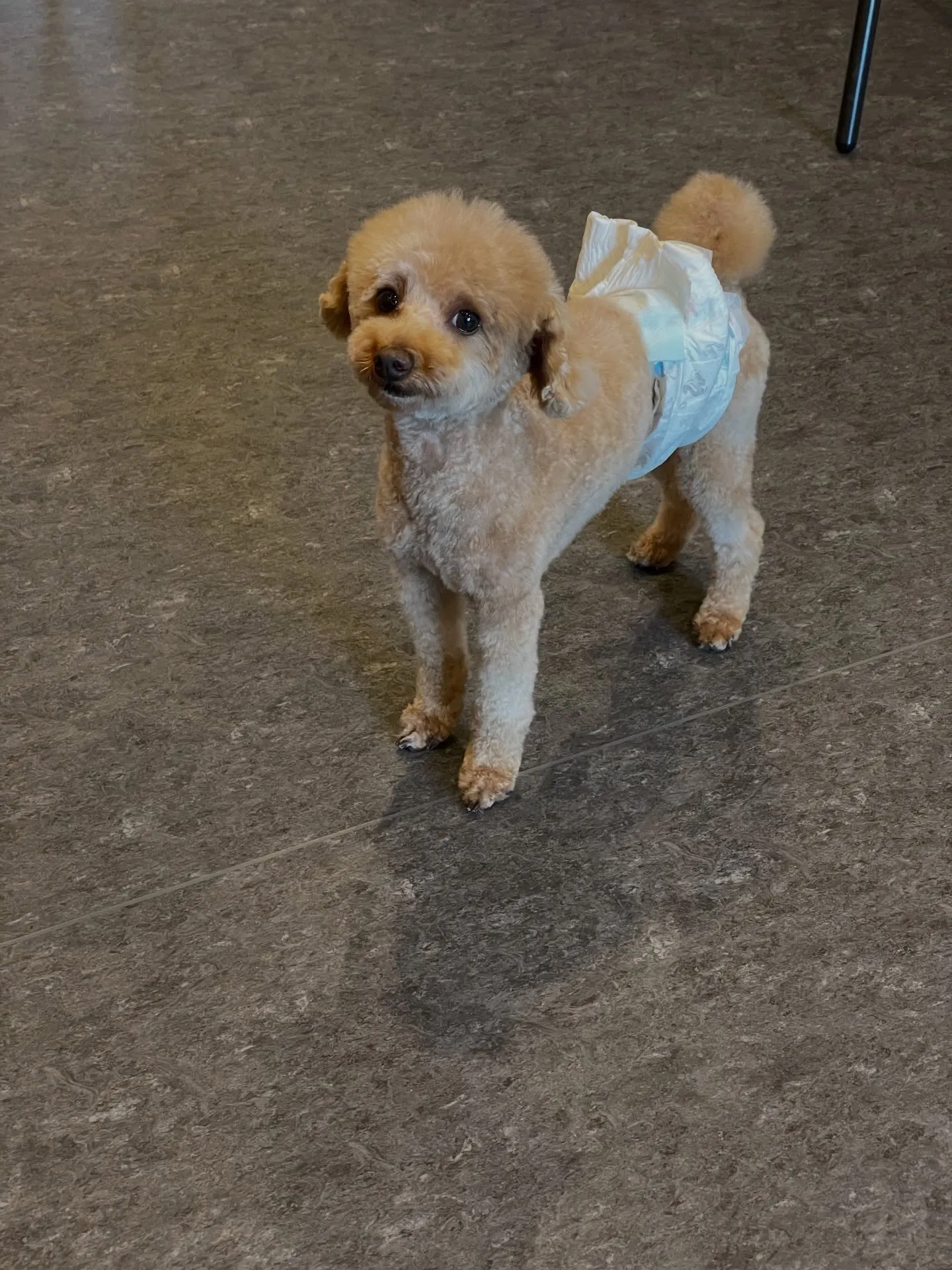 🐾🐶✨子犬もシニア犬も、すべてのワンちゃんに「快適さ」をお届...