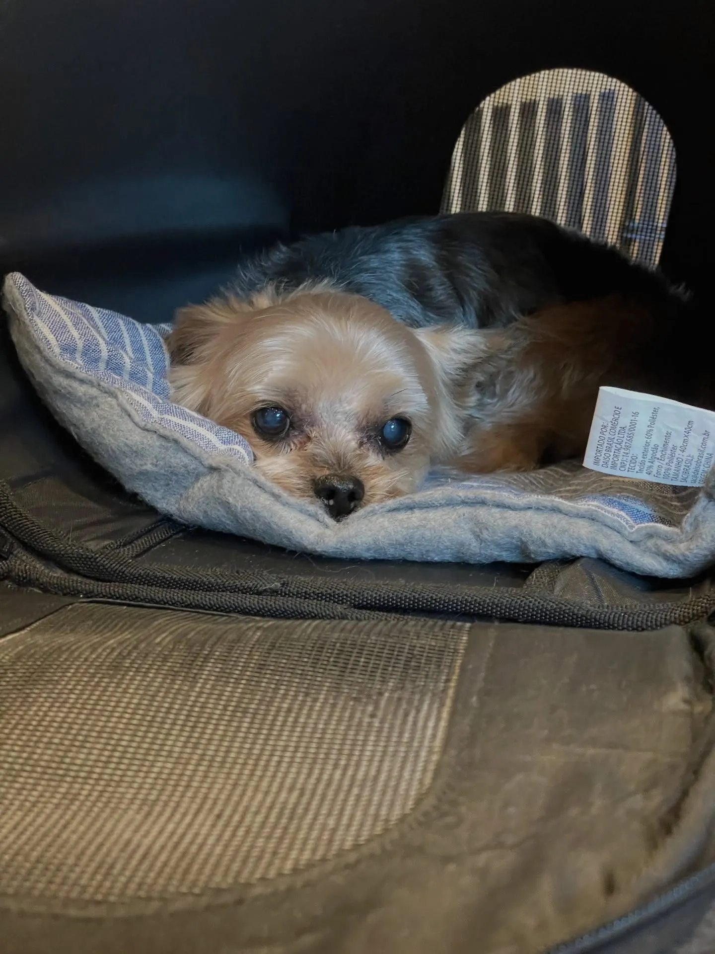 🐾🐶✨子犬もシニア犬も、すべてのワンちゃんに「快適さ」をお届...