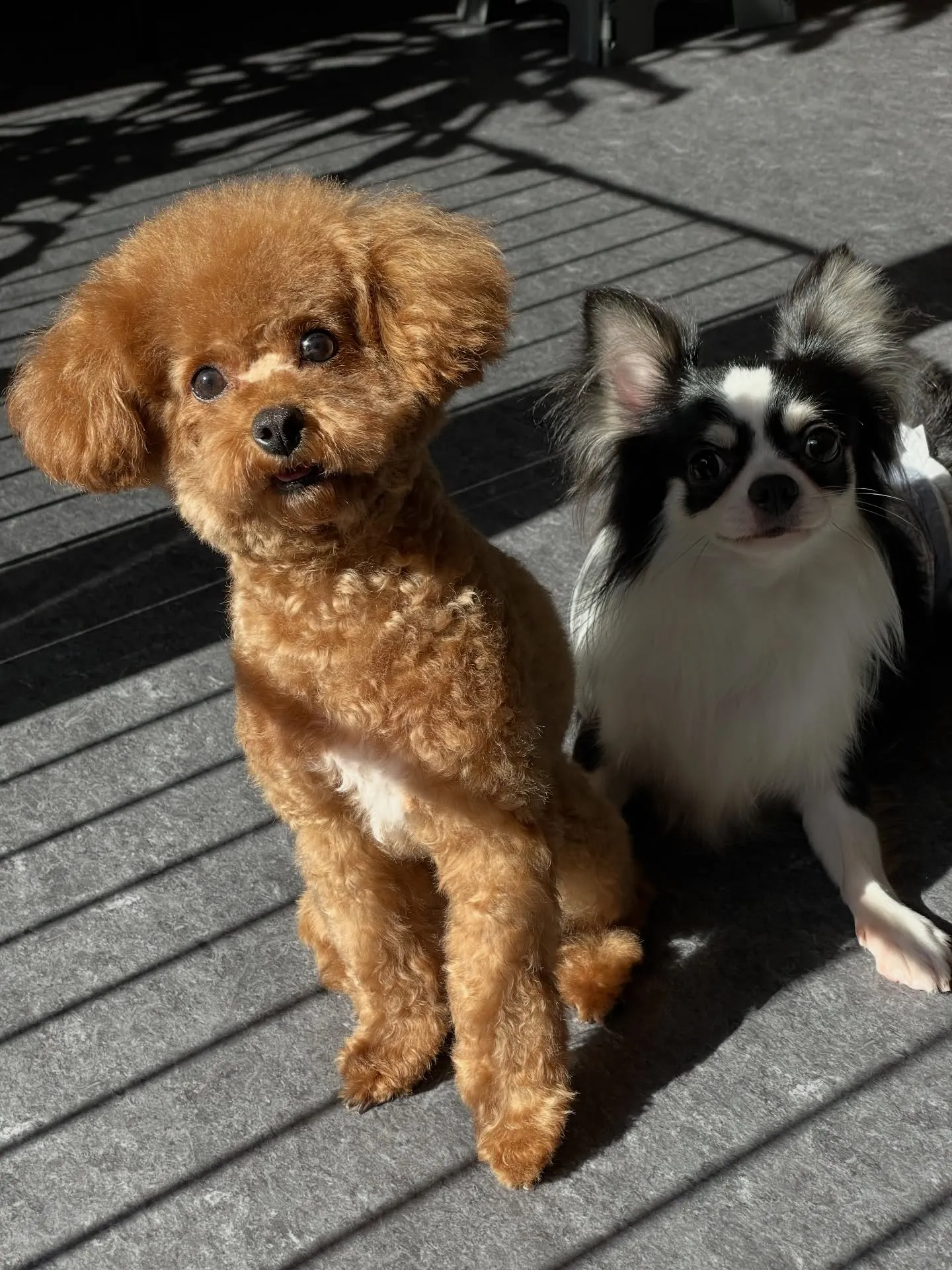 🐾 福岡市東区にあるトリミングサロンudogでは、特に小型犬...
