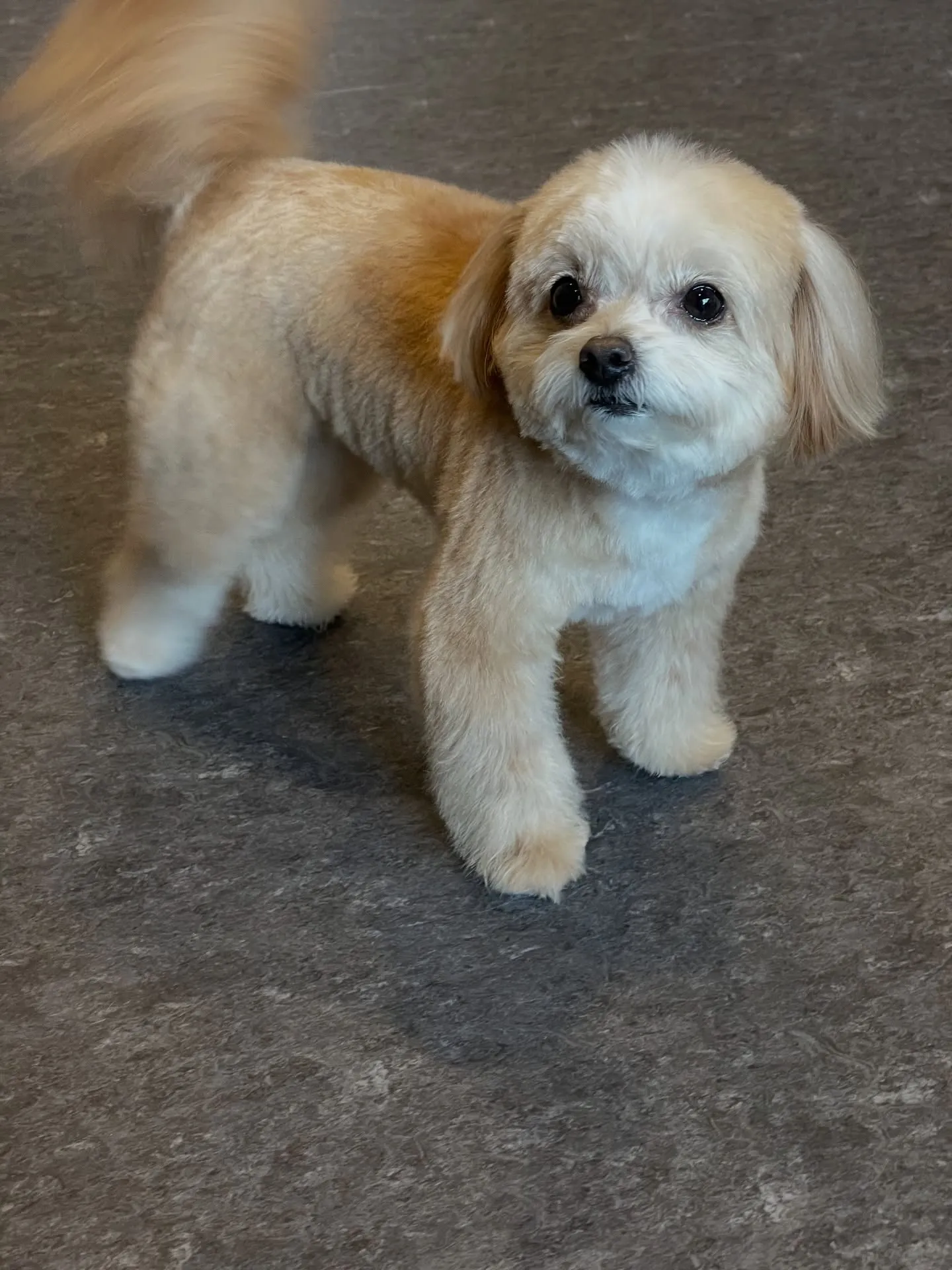 🐾 福岡市東区にあるトリミングサロンudogでは、特に小型犬...