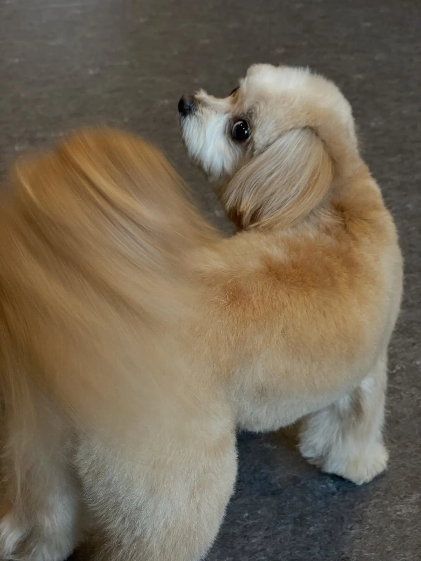 🐾 福岡市東区にあるトリミングサロンudogでは、特に小型犬...