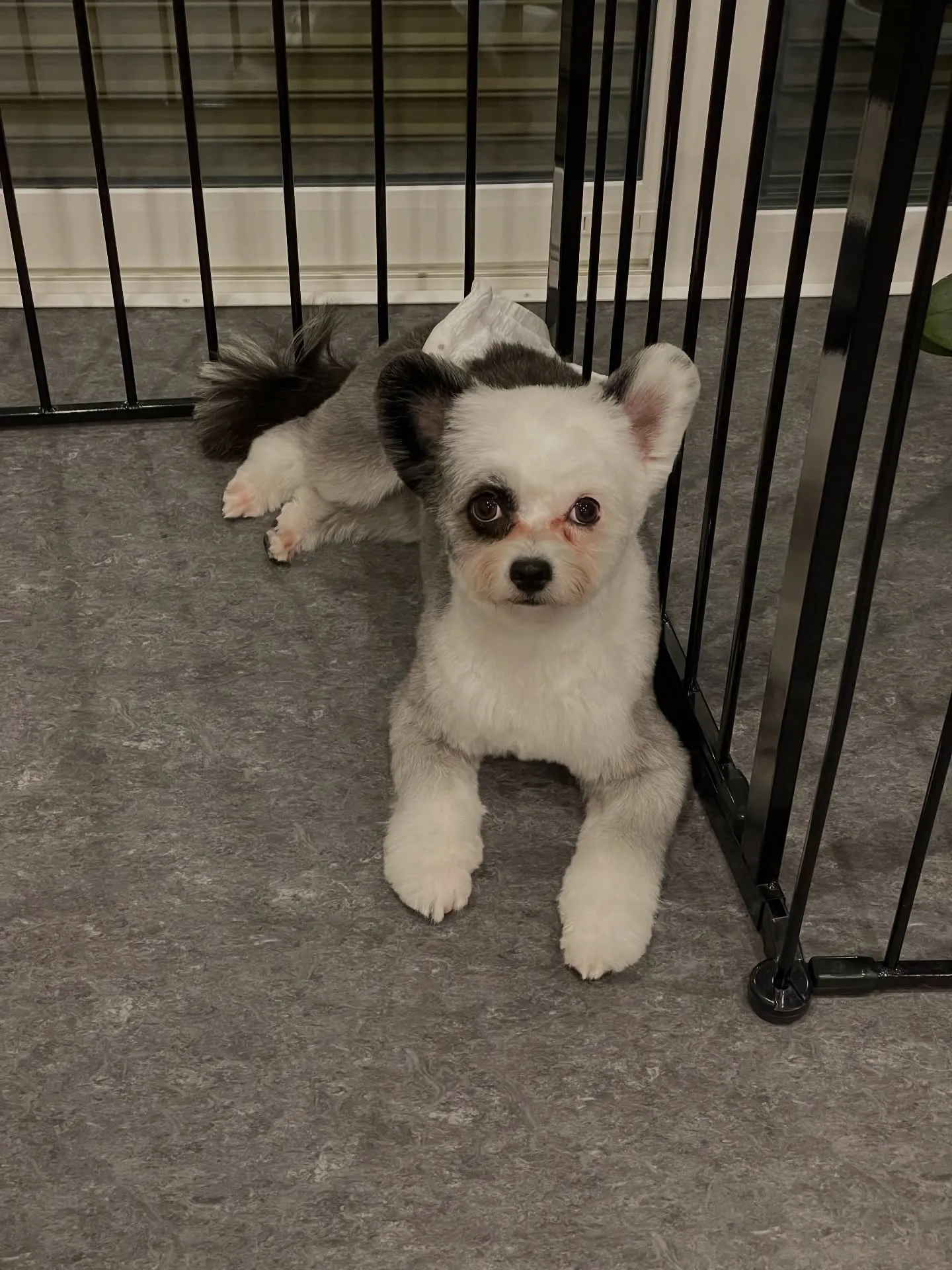 🌟愛犬家の皆様に朗報です！福岡市東区の特別なトリミングサロン...