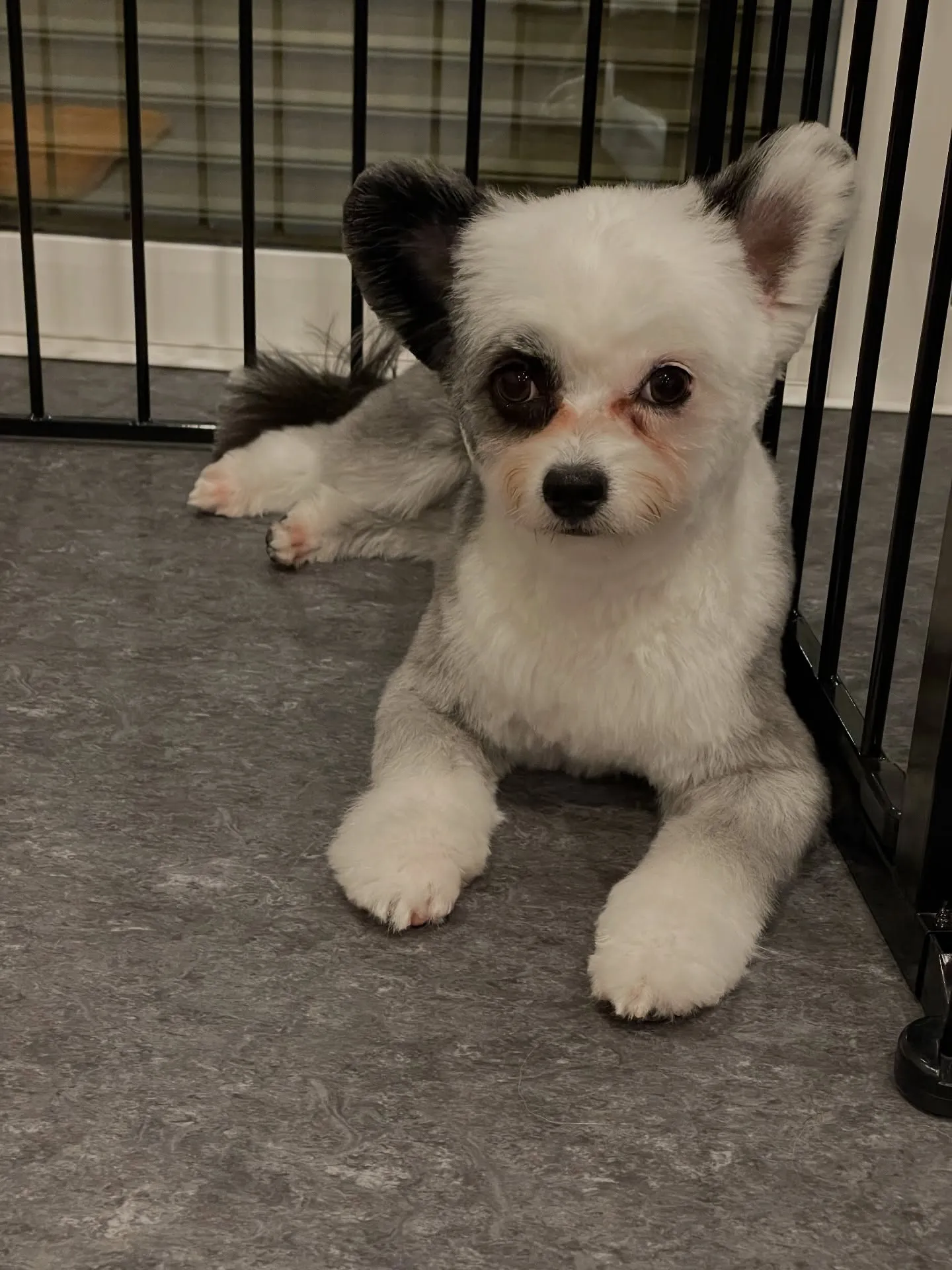 🌟愛犬家の皆様に朗報です！福岡市東区の特別なトリミングサロン...