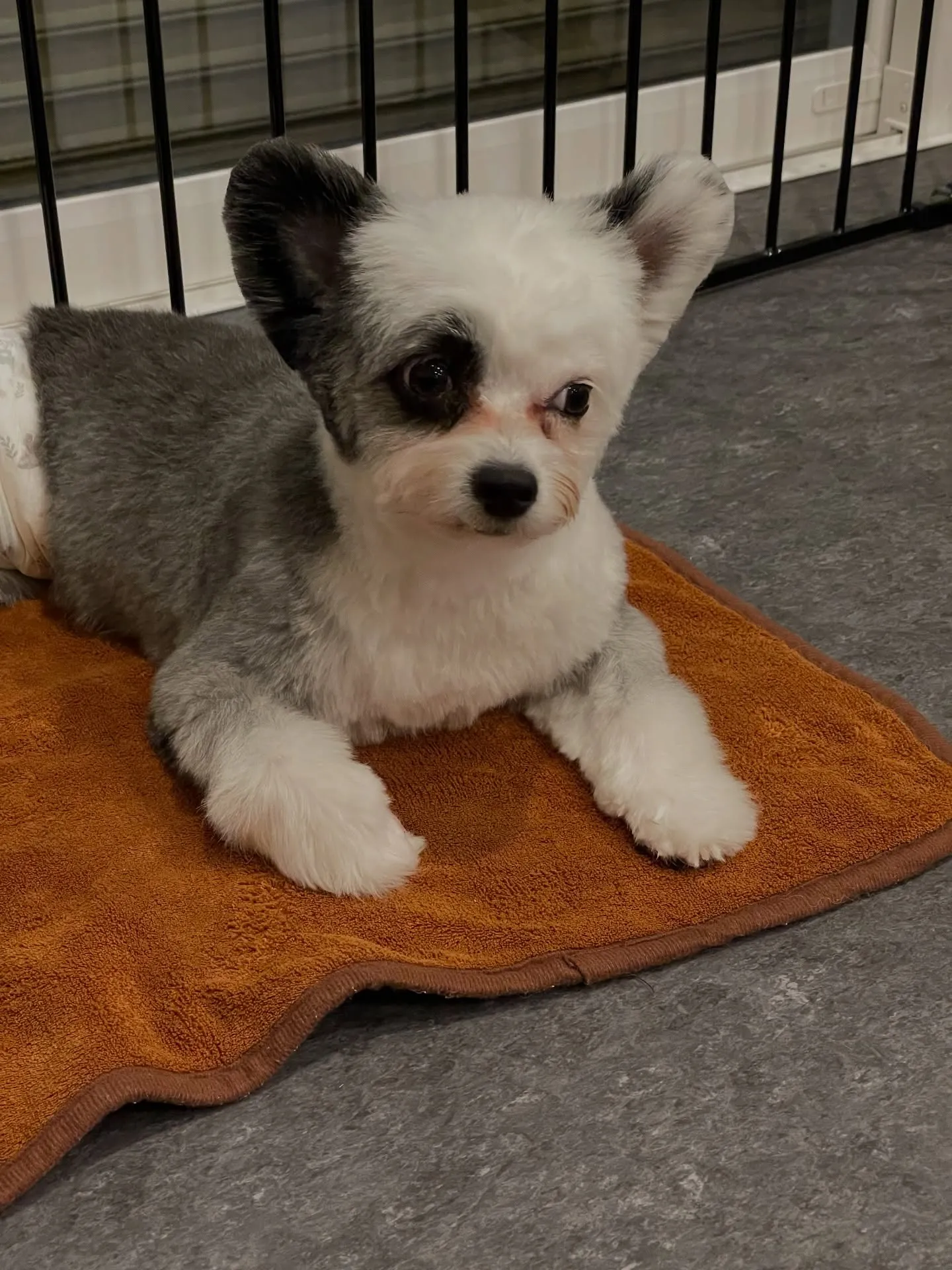 🌟愛犬家の皆様に朗報です！福岡市東区の特別なトリミングサロン...