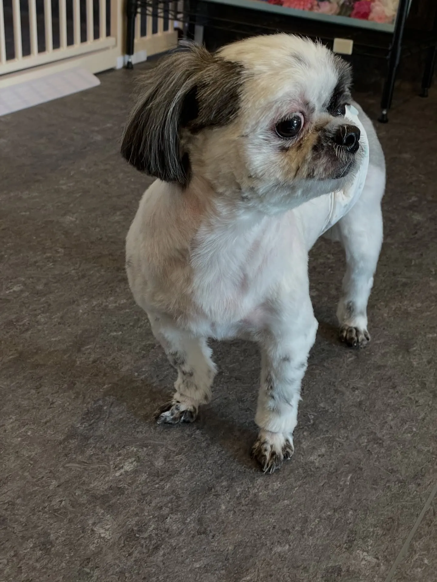 🌟愛犬家の皆様に朗報です！福岡市東区の特別なトリミングサロン...