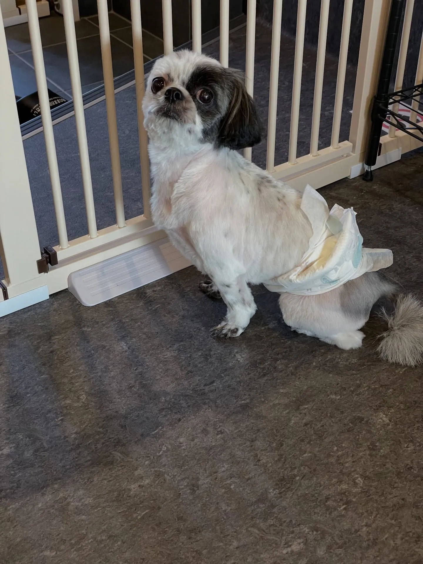 🌟愛犬家の皆様に朗報です！福岡市東区の特別なトリミングサロン...