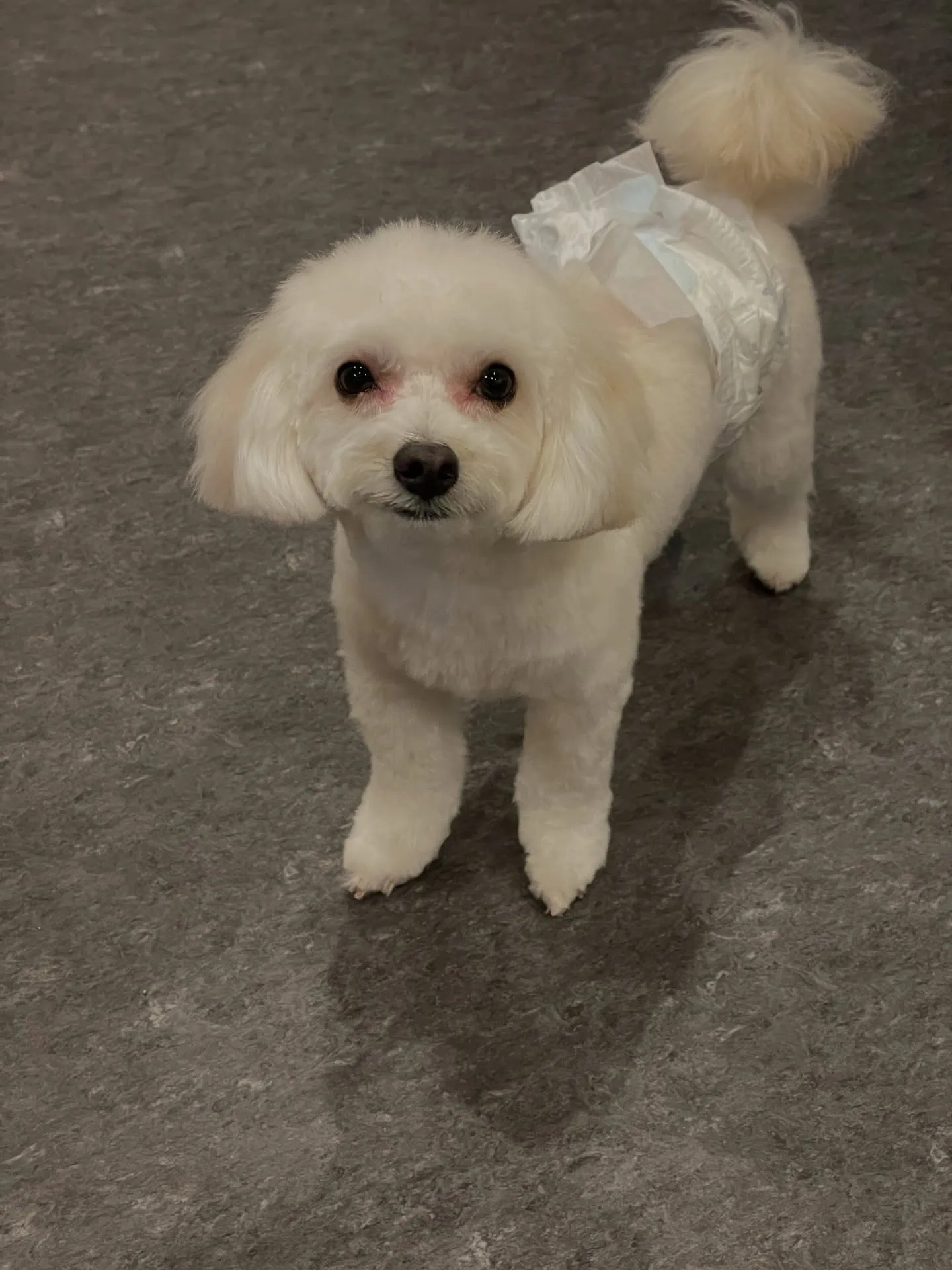 🌟愛犬家の皆様に朗報です！福岡市東区の特別なトリミングサロン...