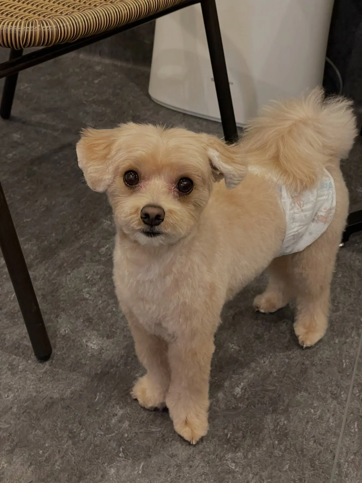 🌟愛犬家の皆様に朗報です！福岡市東区の特別なトリミングサロン...