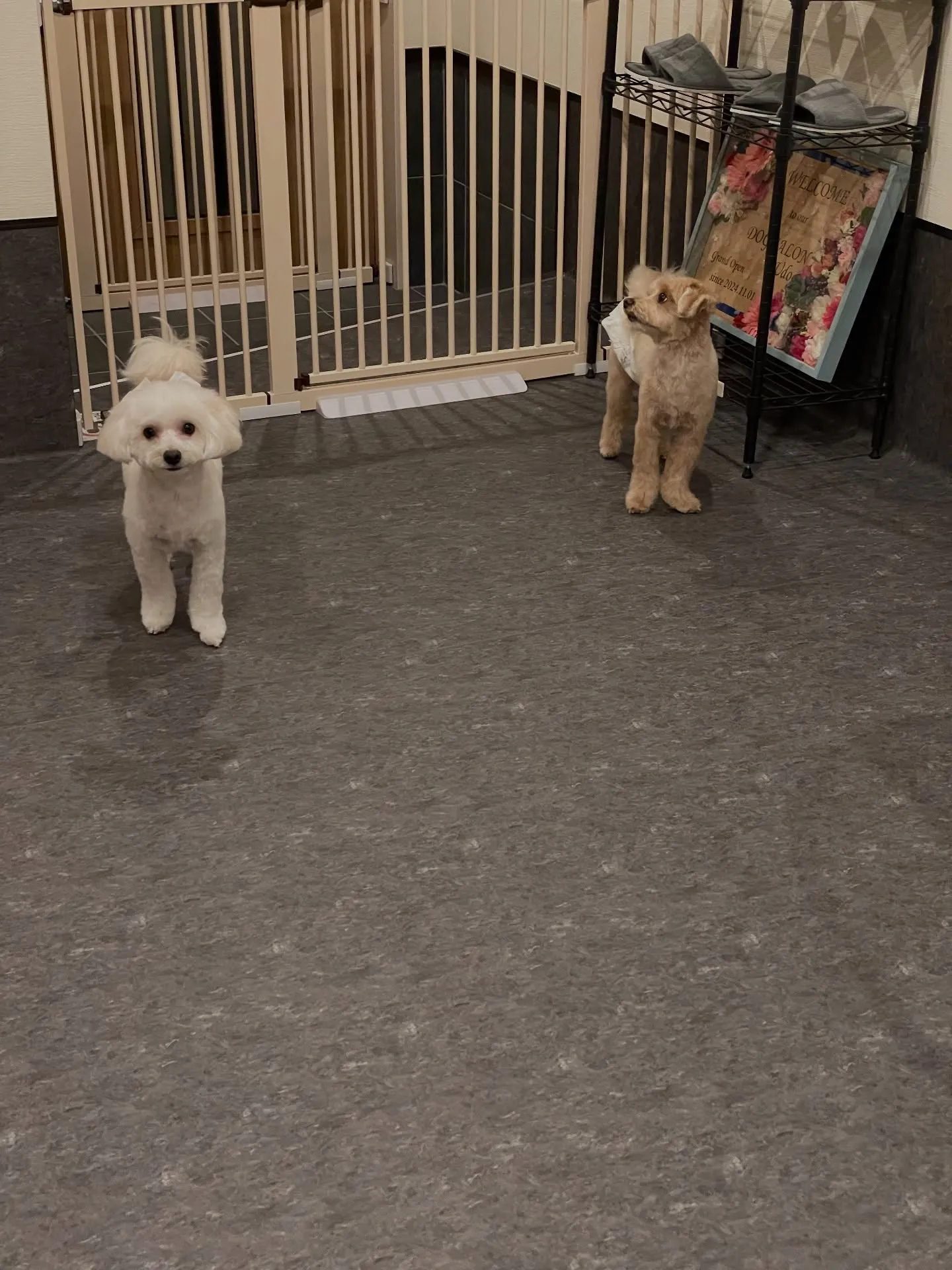 🌟愛犬家の皆様に朗報です！福岡市東区の特別なトリミングサロン...