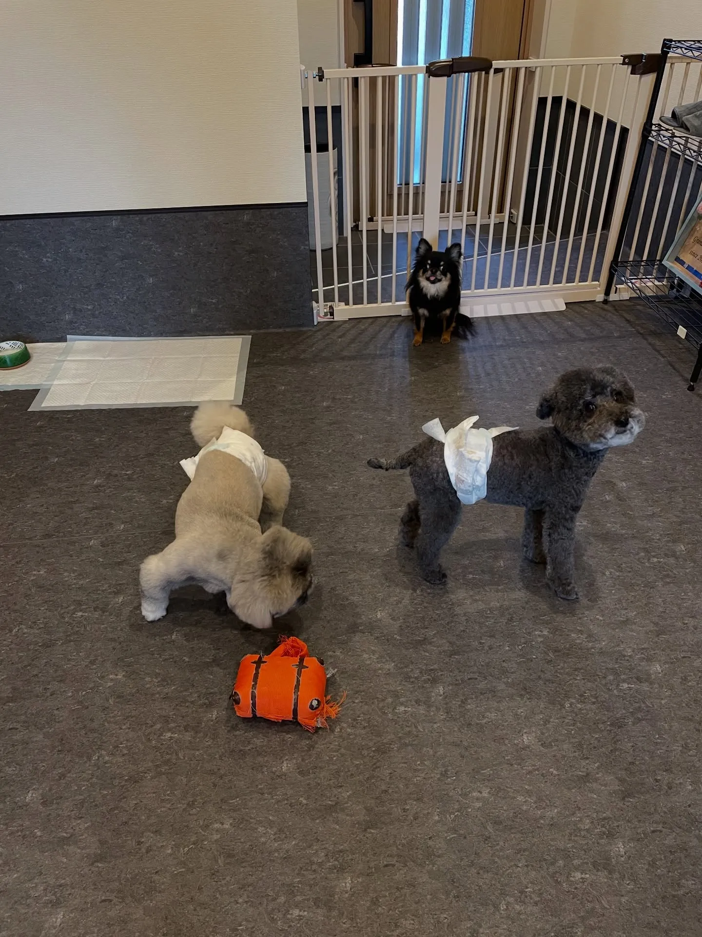 🐶✨ 福岡市東区にある「udog」へようこそ！私たちのトリミ...