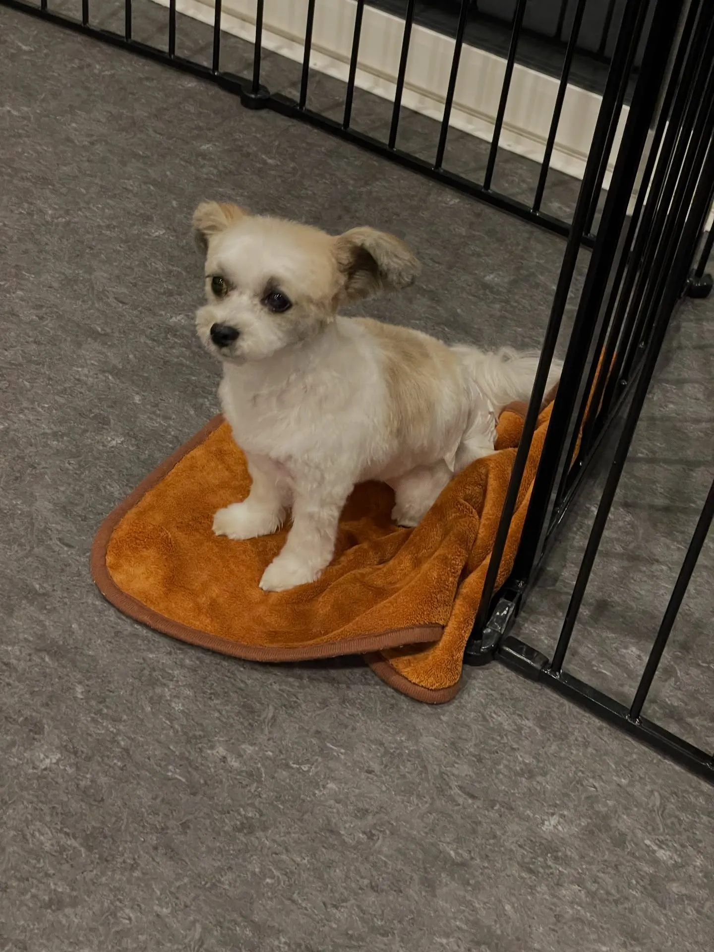 🐶✨ 福岡市東区にある「udog」へようこそ！私たちのトリミ...