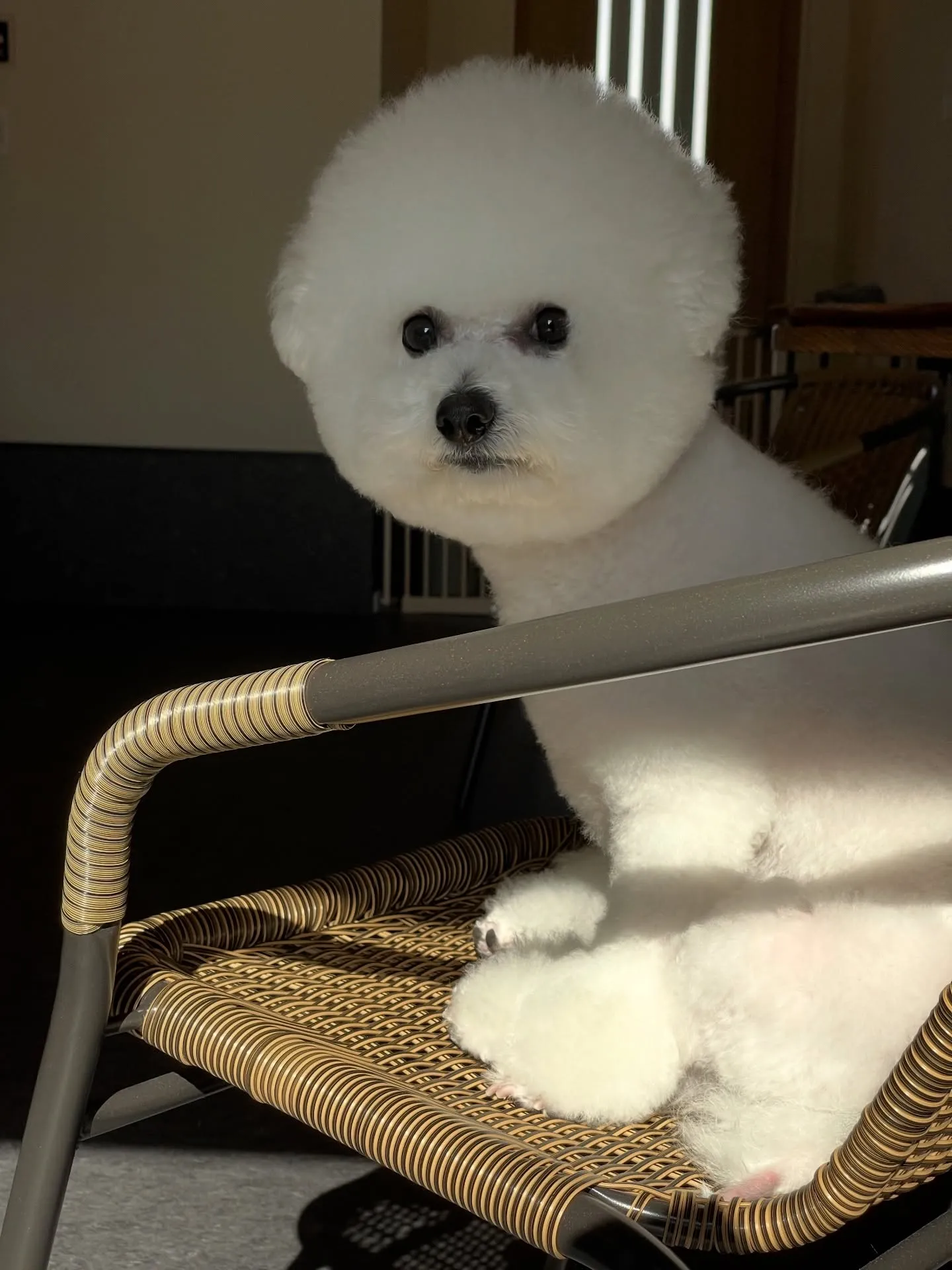 🌟福岡市東区のトリミングサロン「udog」🐾私たちのお店では...