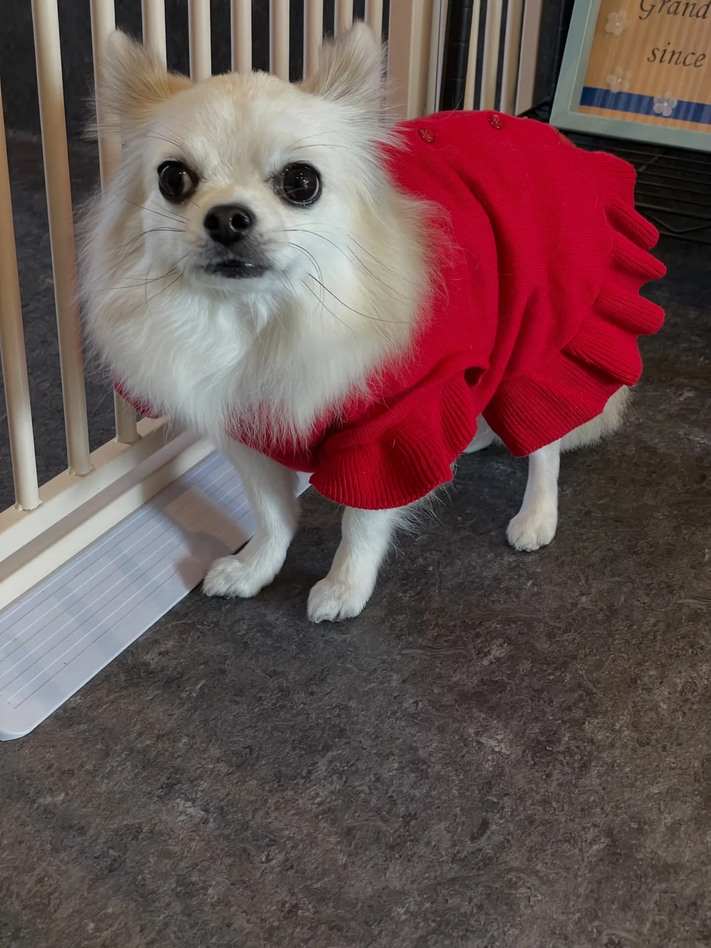 🌟福岡市東区のトリミングサロン「udog」🐾私たちのお店では...