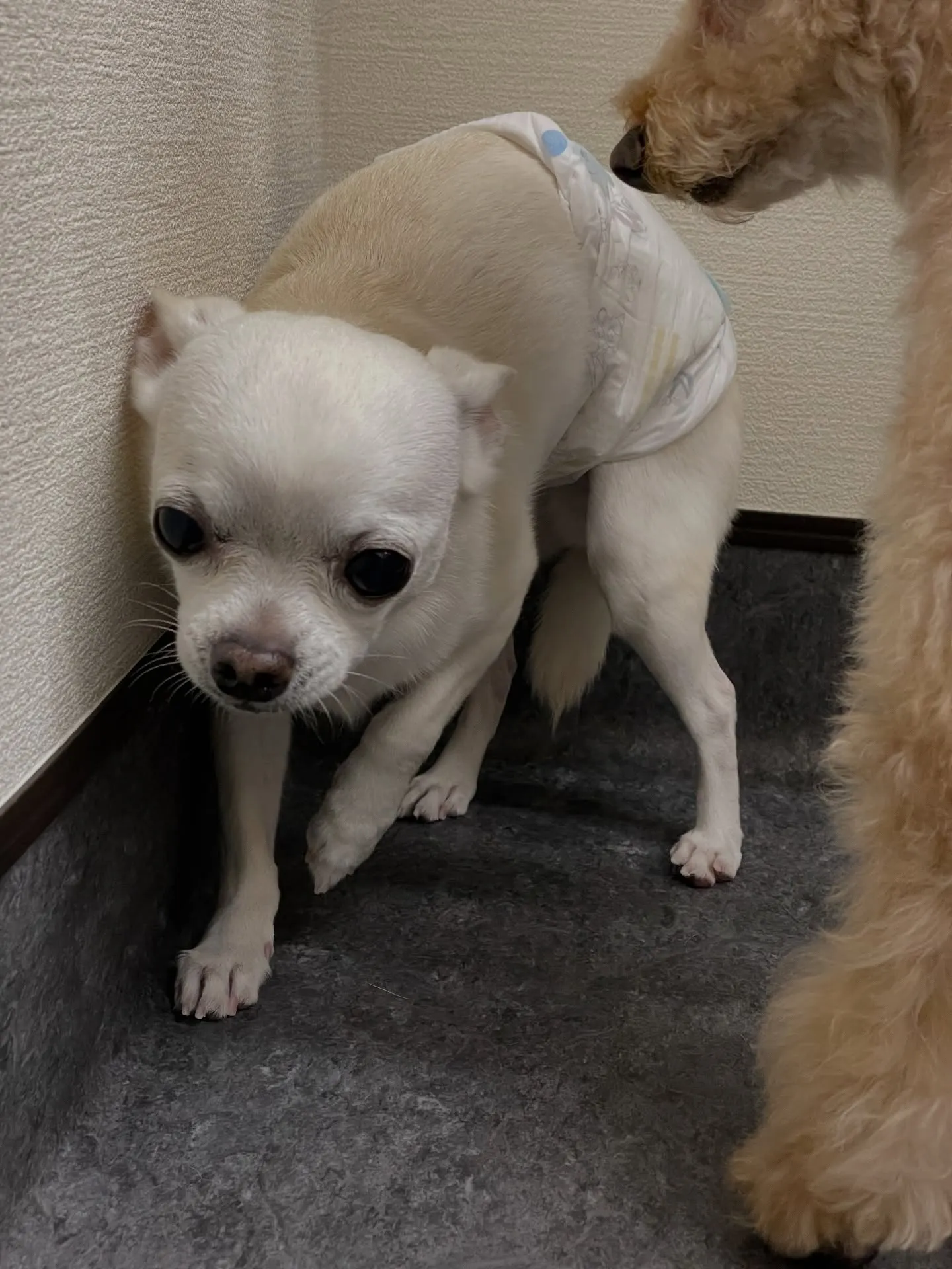 🌟福岡市東区のトリミングサロン「udog」🐾私たちのお店では...