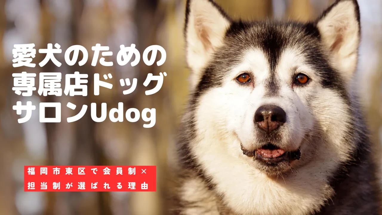 【ブログ記事｜福岡市トリミング】愛犬のための専属店ドッグサロンUdog：福岡市東区で会員制×担当制が選ばれる理由｜ドッグサロン Udog監修