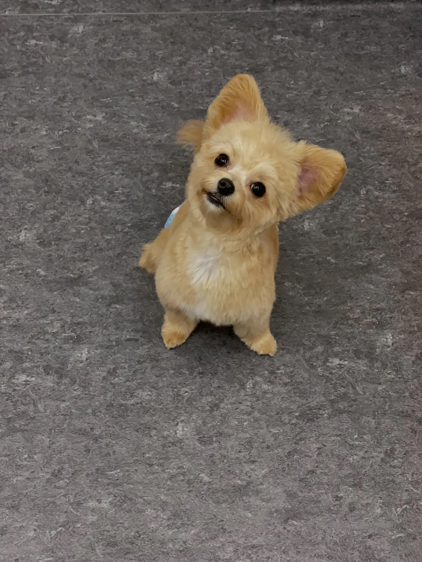 福岡市東区箱崎の近くに位置するトリミングサロン🐩「ドッグサロ...